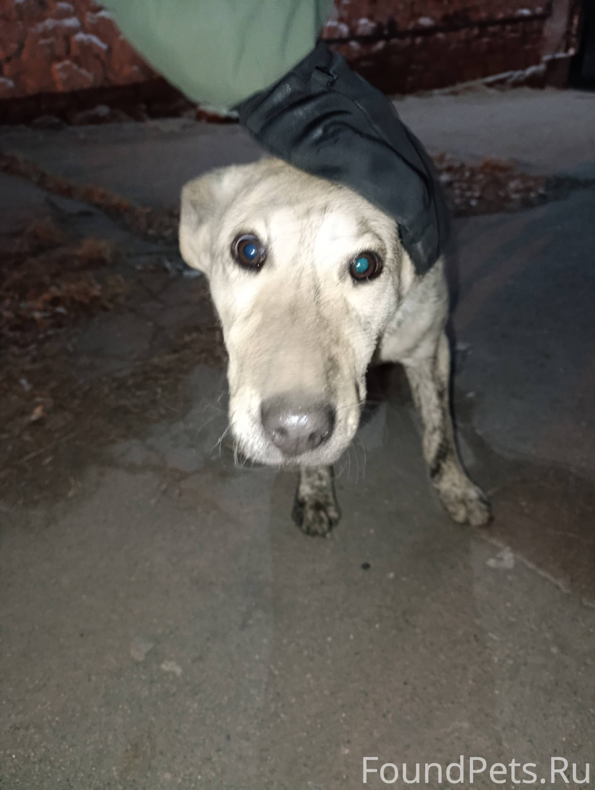 Потерялась собака, отзывается ...