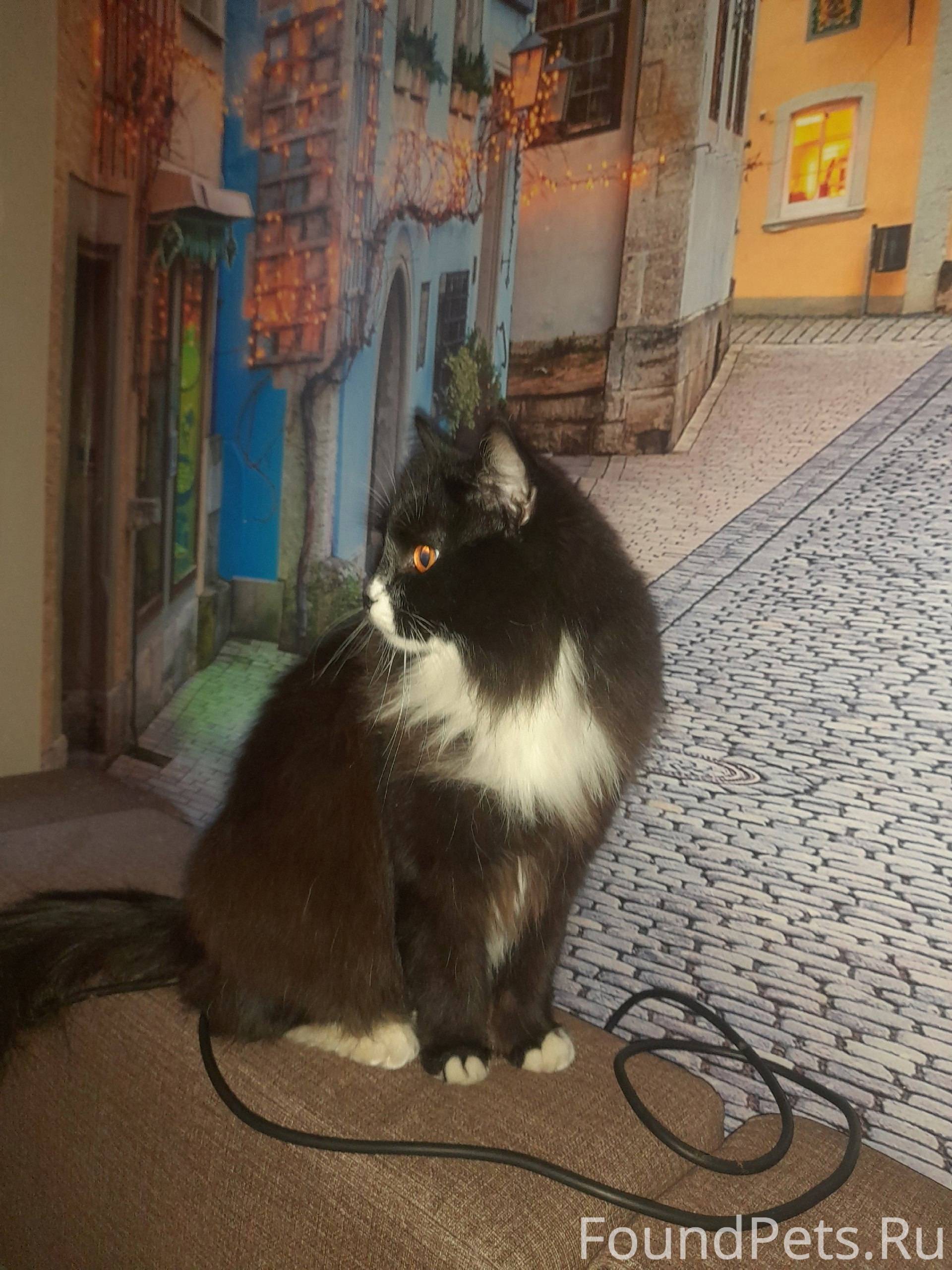 Найден котик.Недочеловеки оста...