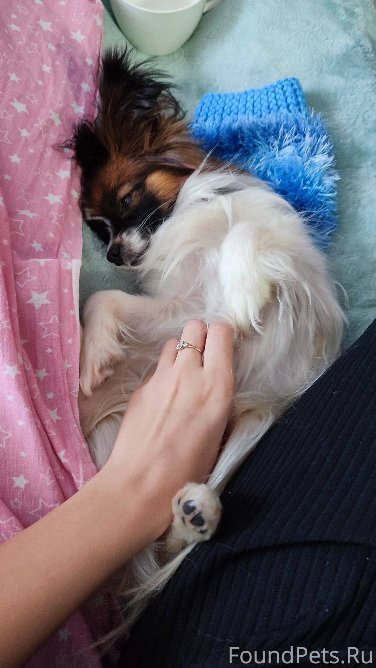 Пропала собака 5 марта в Центр...