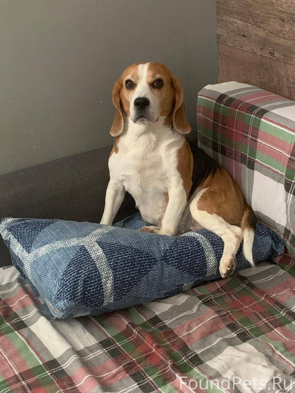 ‼️🐕 Петрозаводск! Вчера поздно...