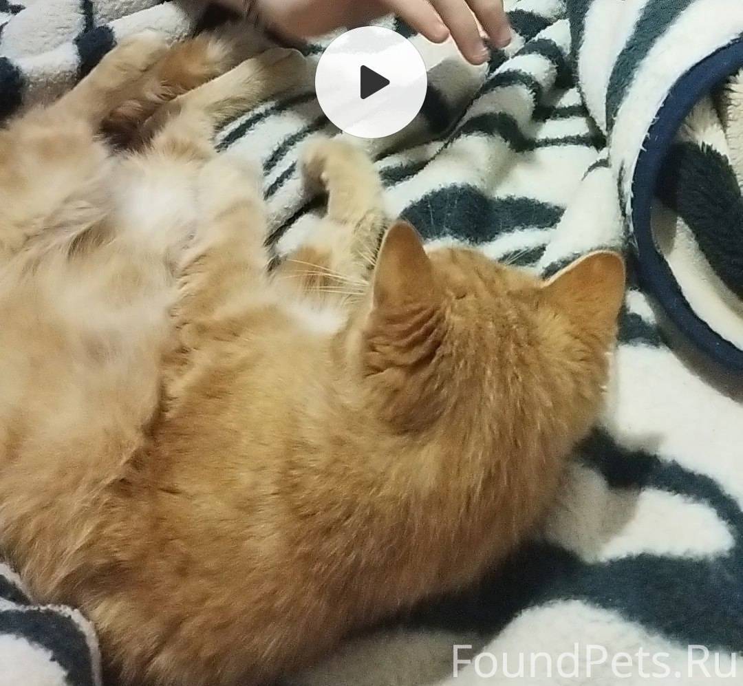 Пропал кот ярко рыжего окраса ...