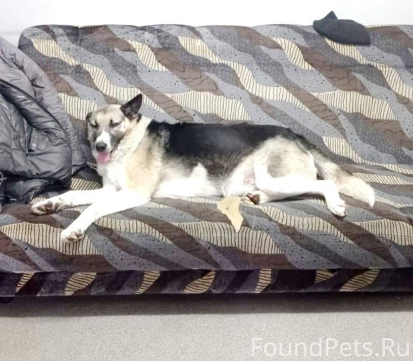 Пропала Собака! Пропала Собака...