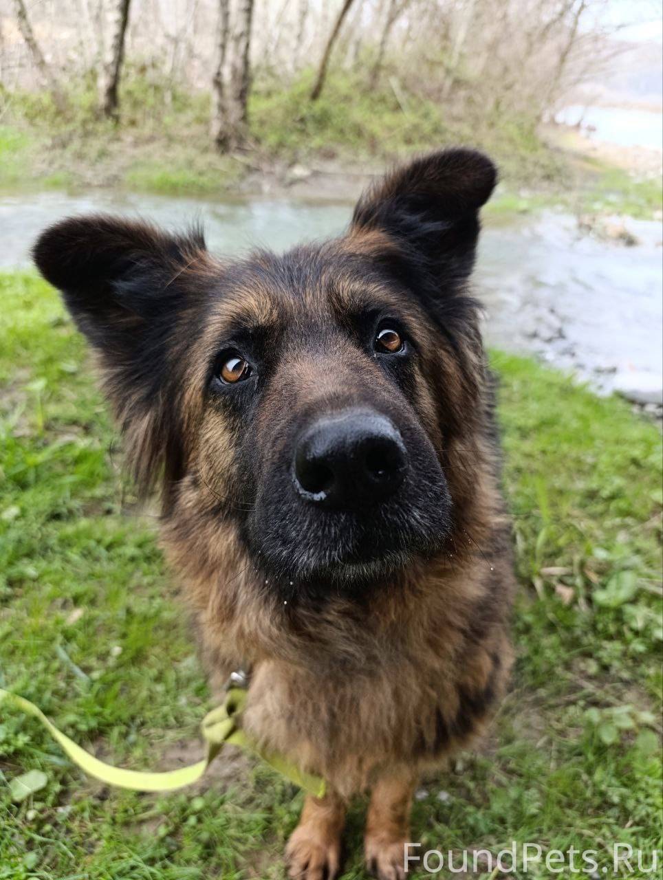 Расскажу ещё про одну собаку и...