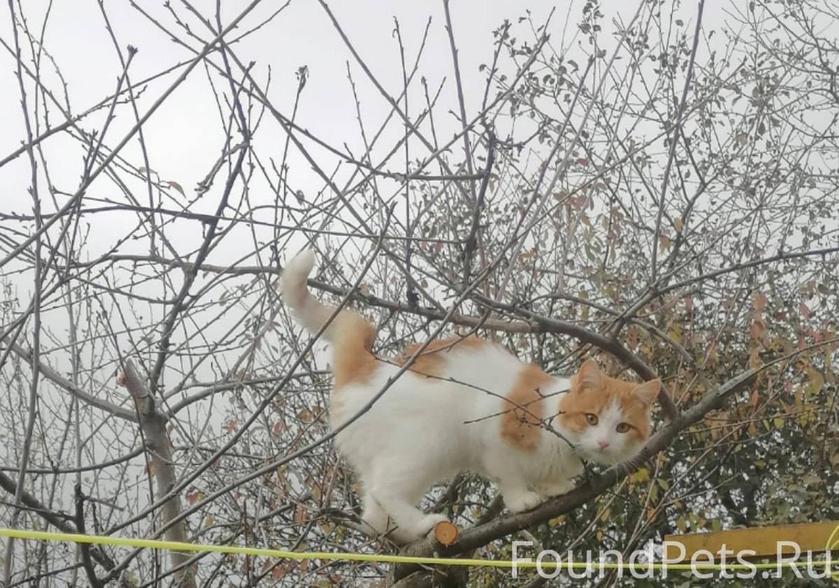 Пропал кот в районе Житной ули...