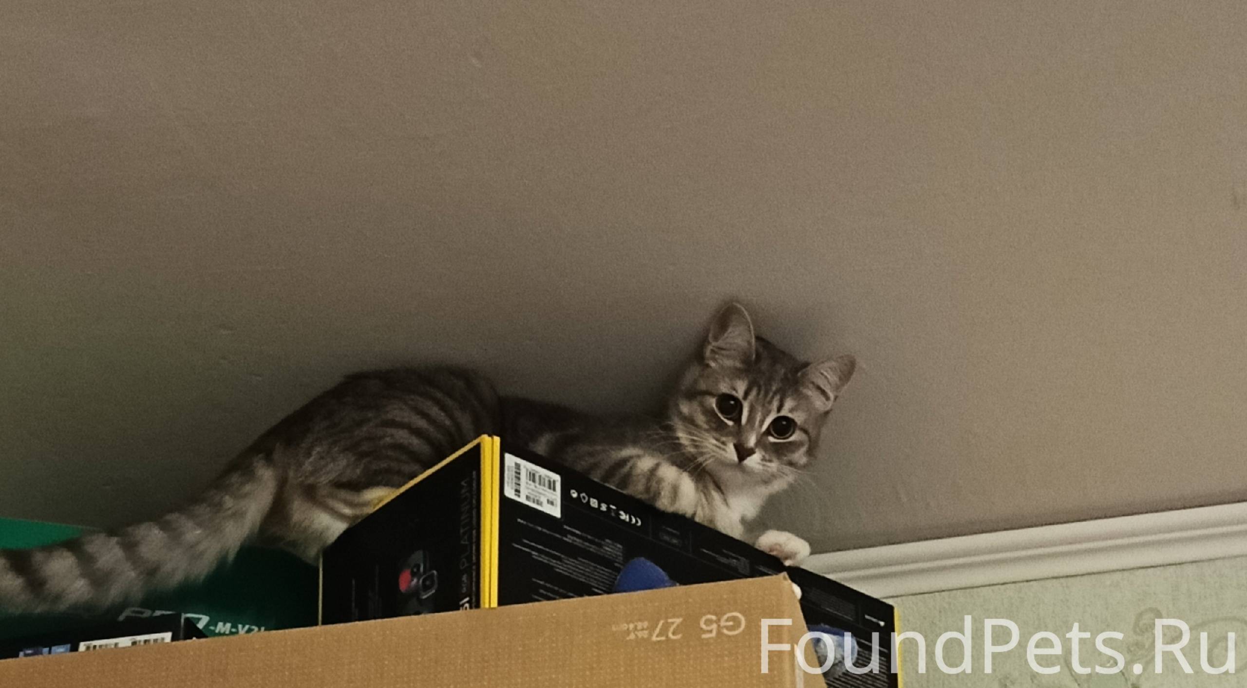 Пропала кошка Симка. В районе ...