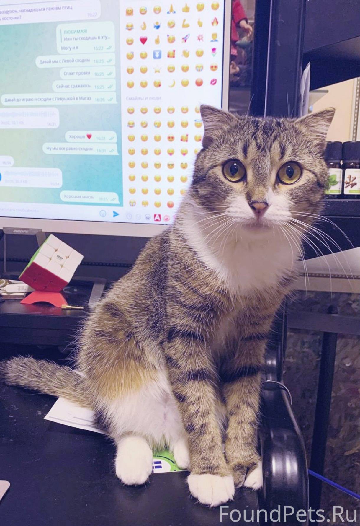 ПРОПАЛА КОШКА!!! 😭 (6 апреля в...