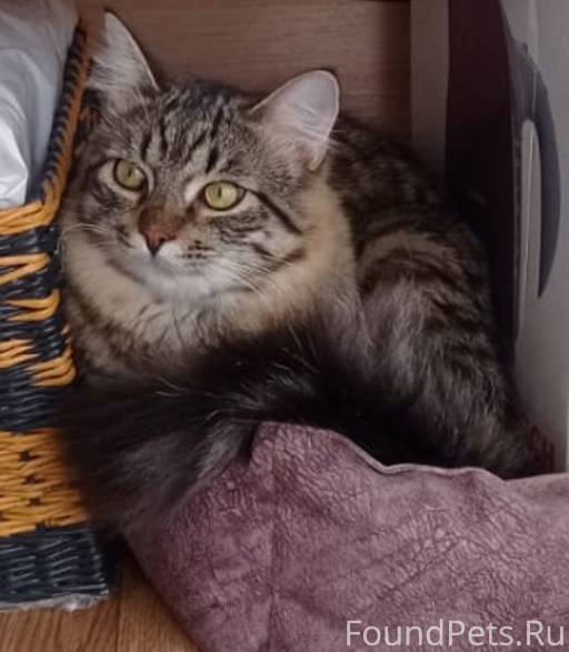 Пропал кот по имени Тихон (Тиш...