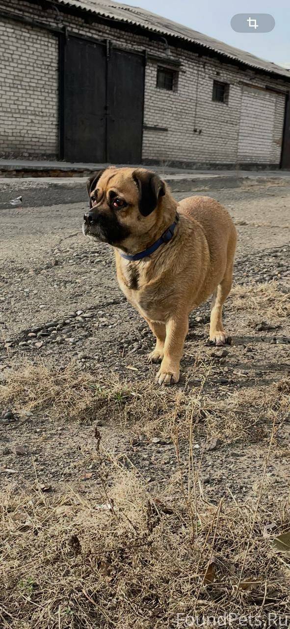 Кто потерял собаку? Бегает в р...