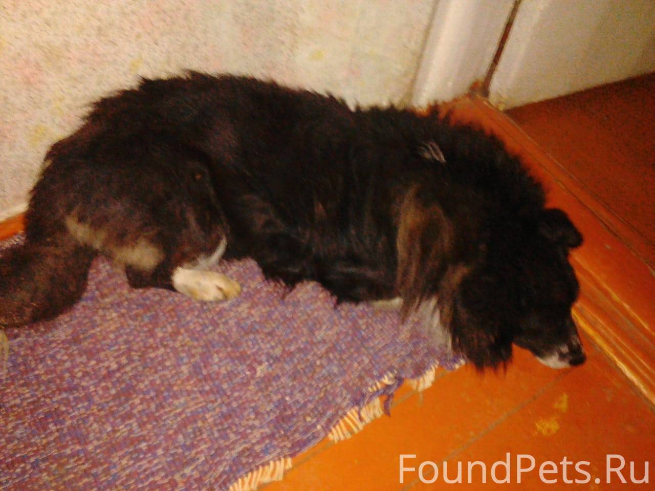 Пропала собака, мальчик. Тула,...