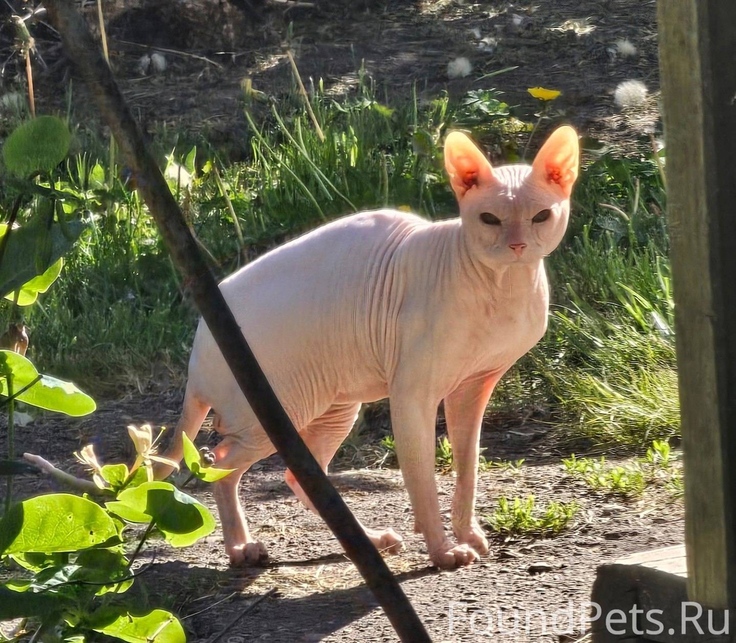 Пропал кот. 14 апреля вышел на...