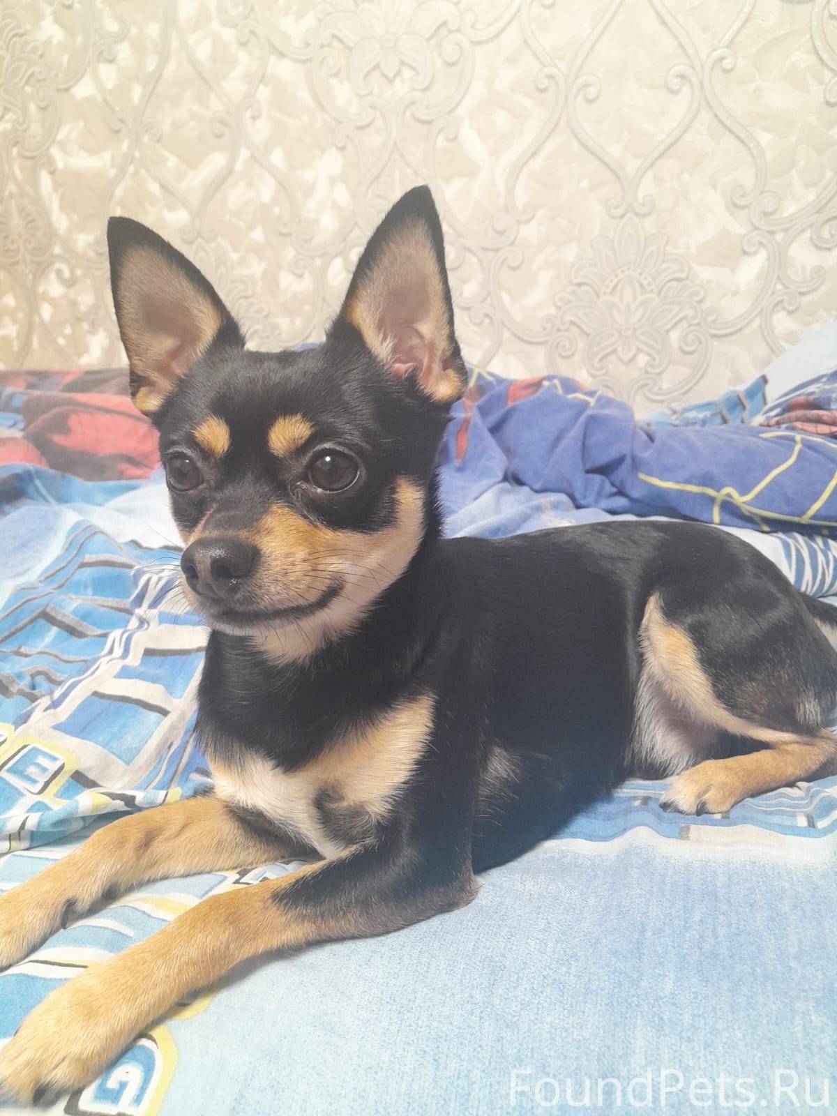 Ночью при бомбёжки убежала соб...