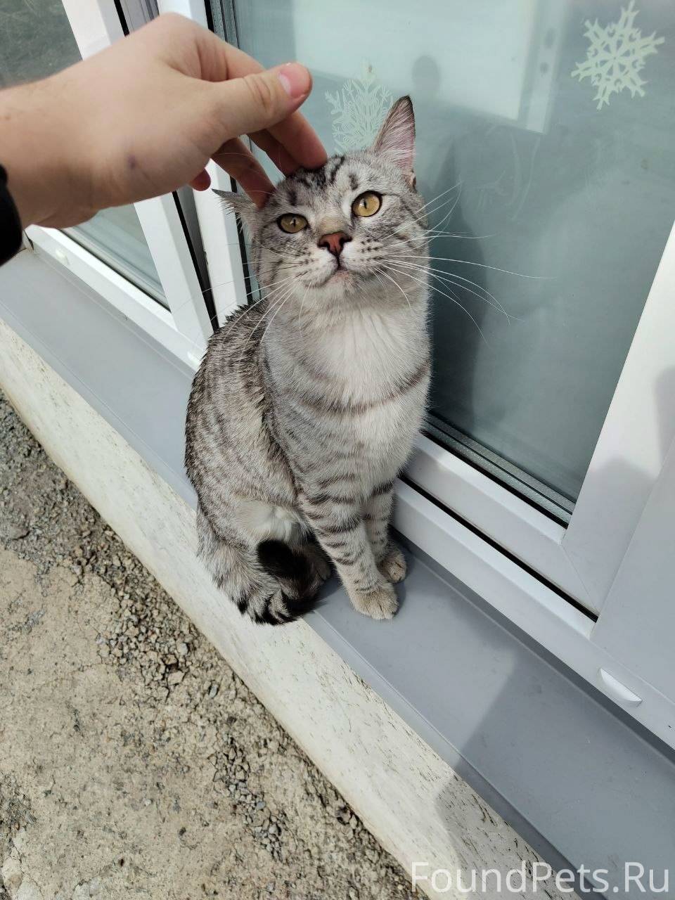 Друзья, найден кот, домашний, ...