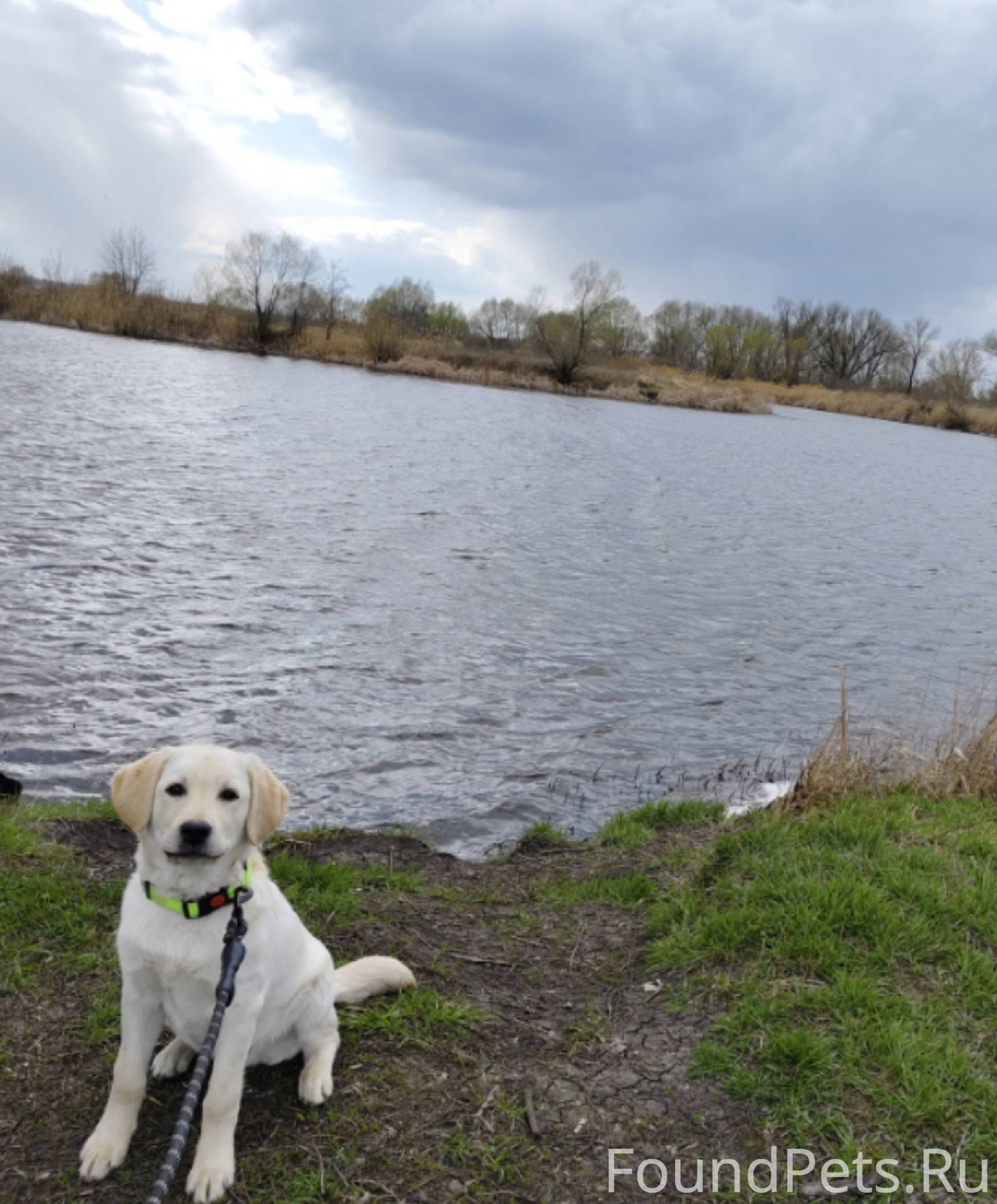 Пропал щенок лабрадора в район...