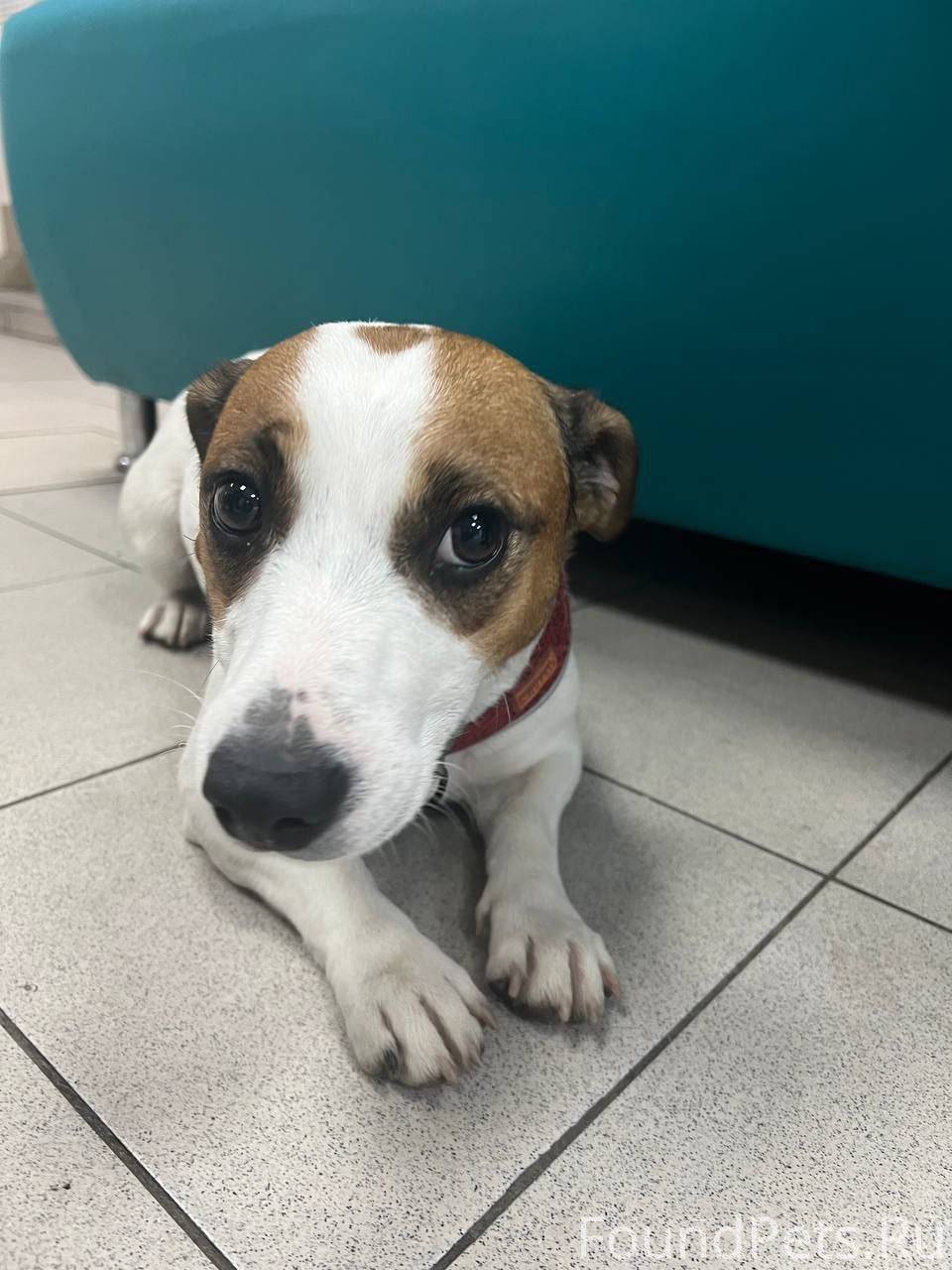 Найден(а) собака Москва, Юго-в...