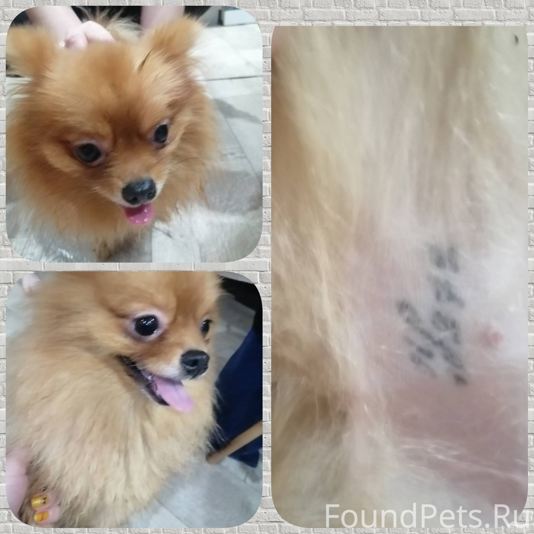 Найдена собака шпиц девочка на...