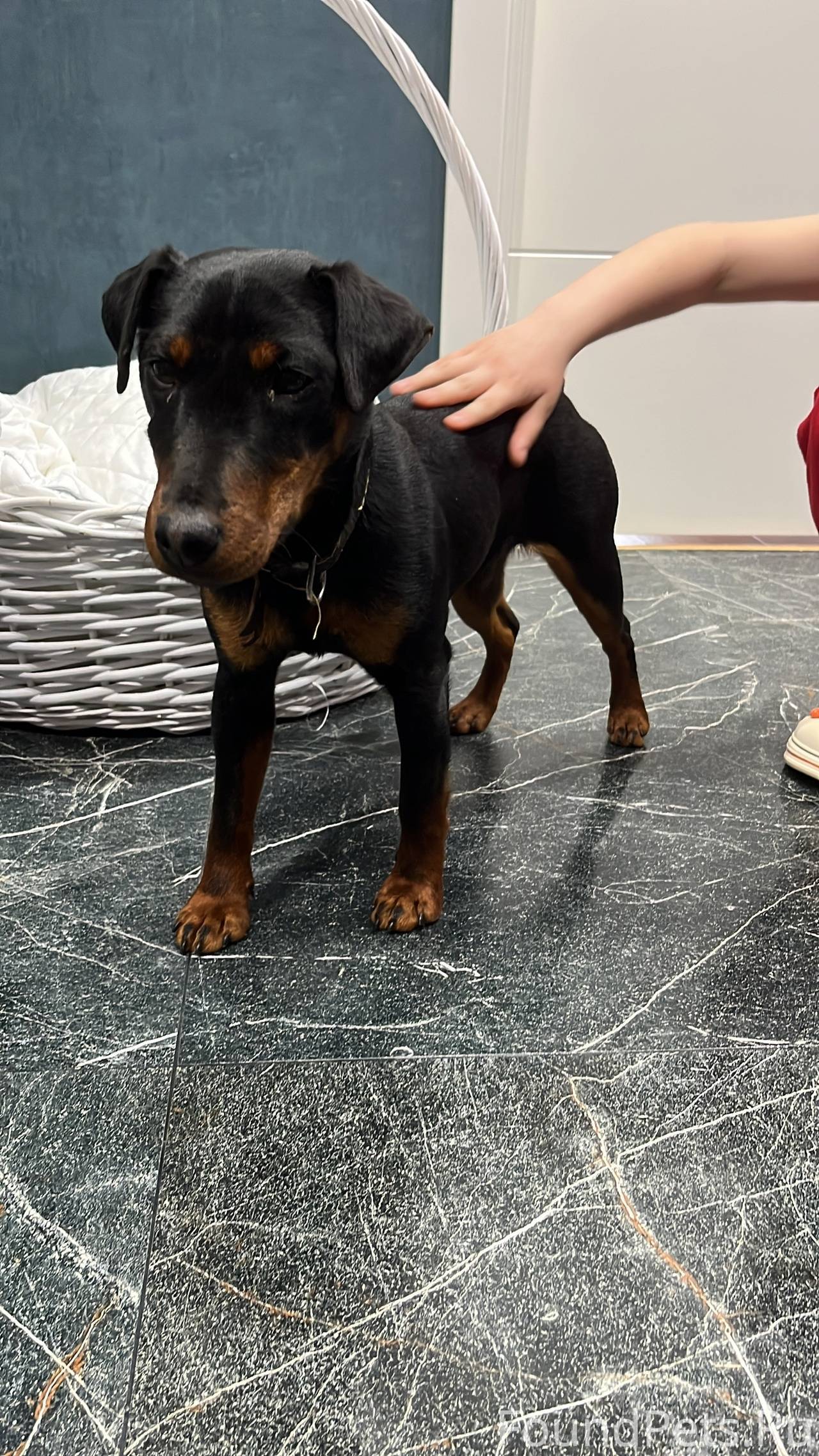 Найден пес в районе Вельяминов...