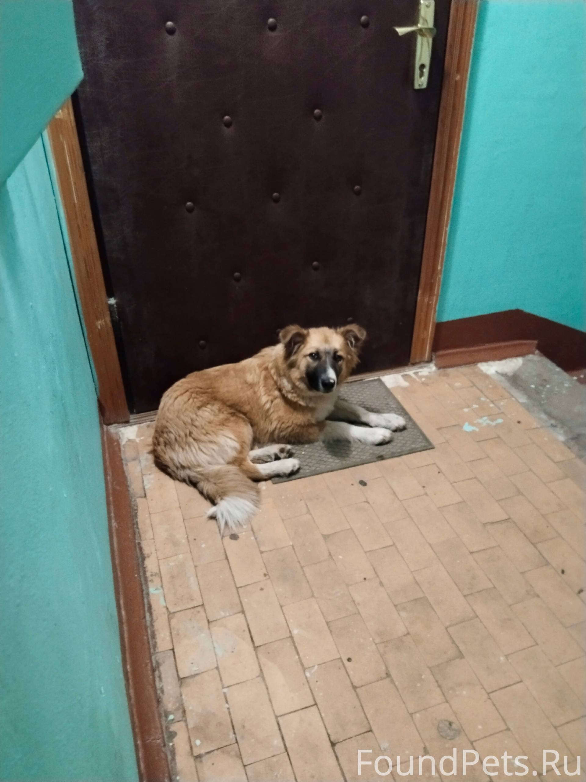 **История собаки по имени Джул...