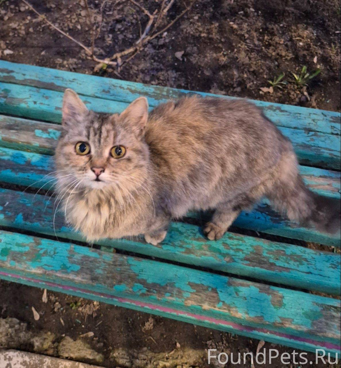 ‼НАЙДЕНА КОШКА‼ трехцветная,но...