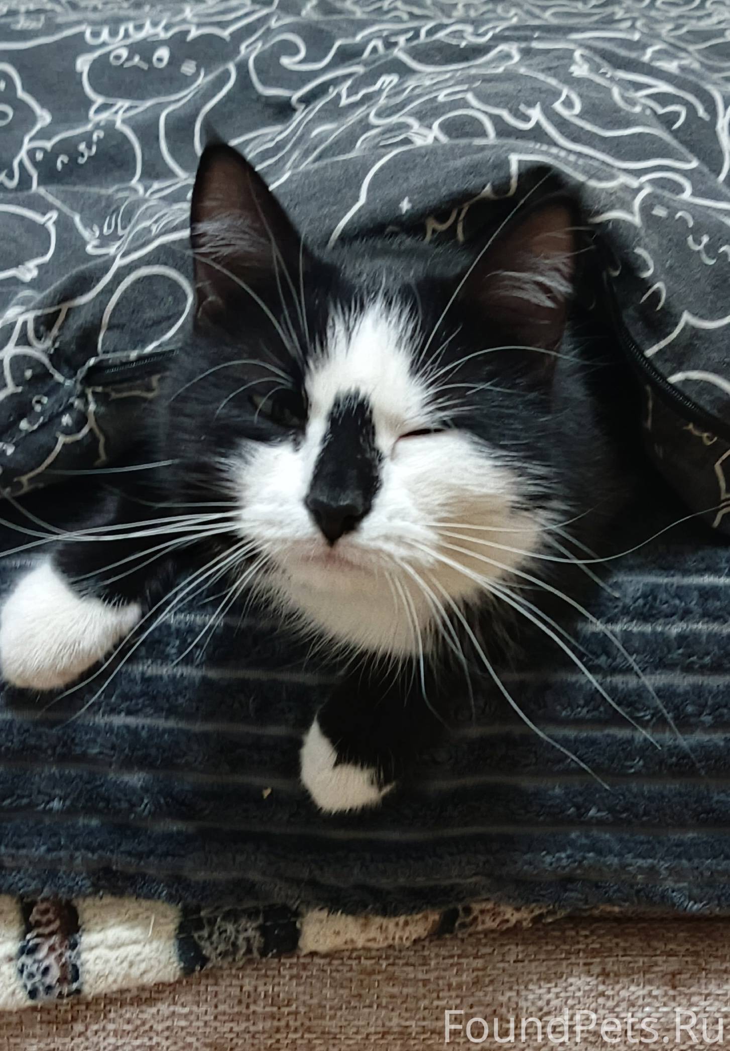 Пропала кошка, кто увидит позв...