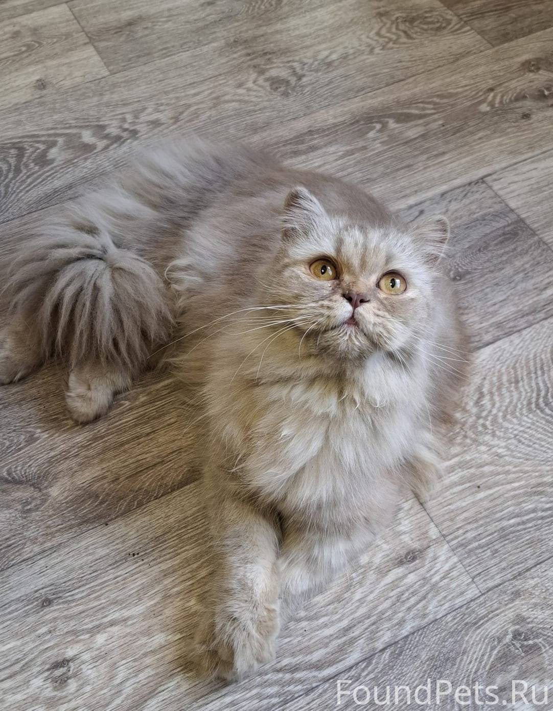 В аэропорту найдена кошка, как...