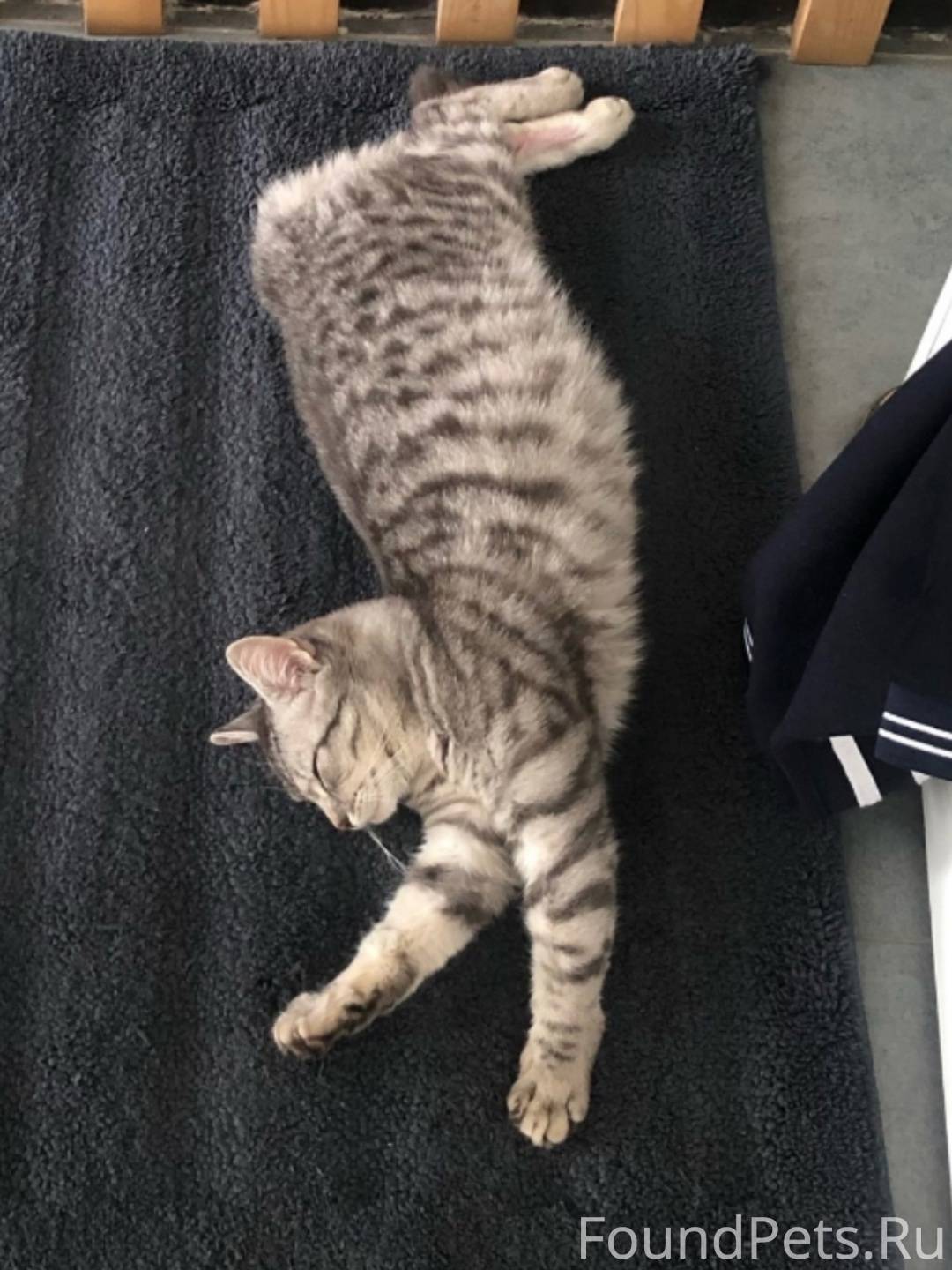 Найдена молодая кошечка (приме...