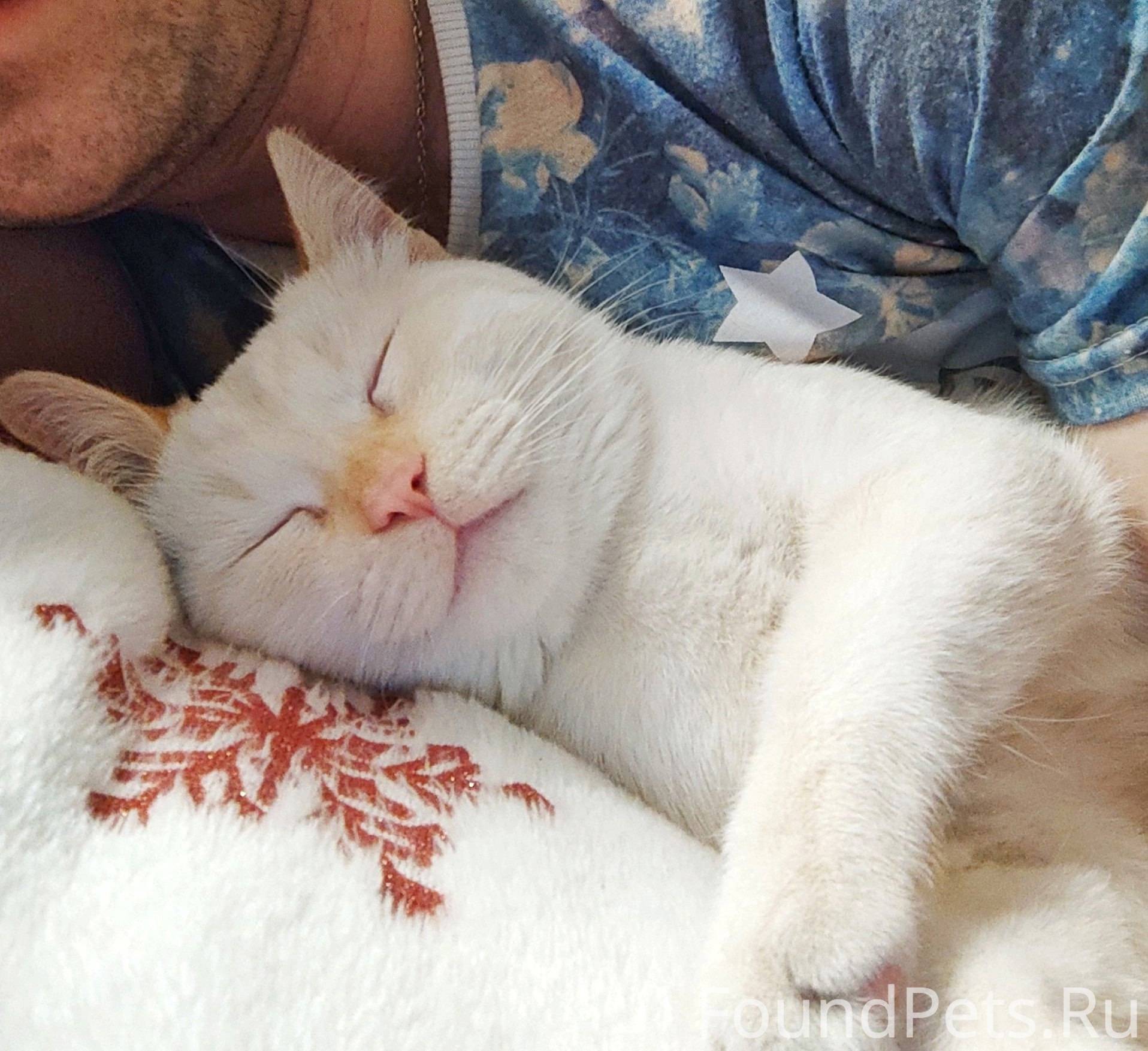 Пропал кот на ул.Ломоносова. О...