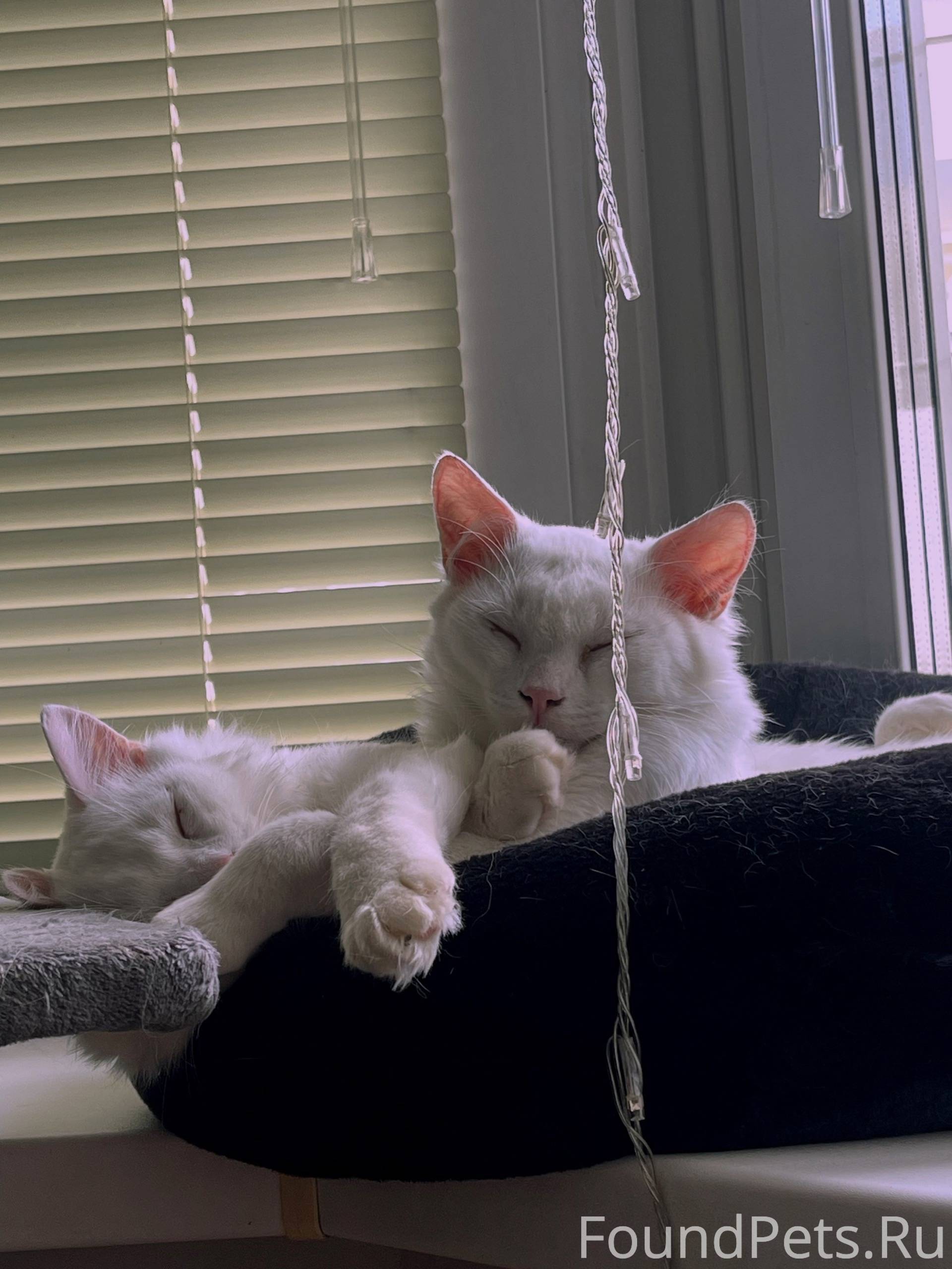 Пропал чисто белый кот слегка ...