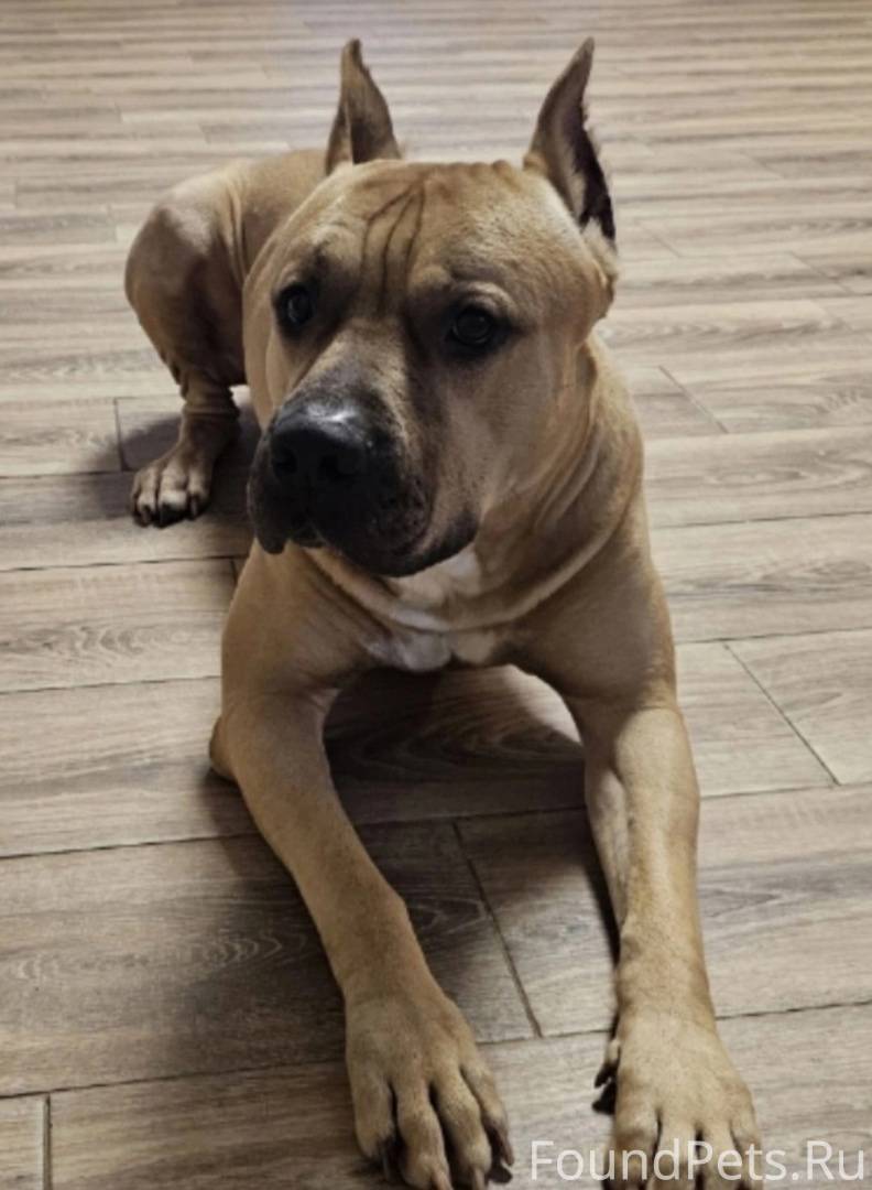 ПРОСИМ ОТКЛИКНУТЬСЯ НОВЫХ ХОЗЯ...