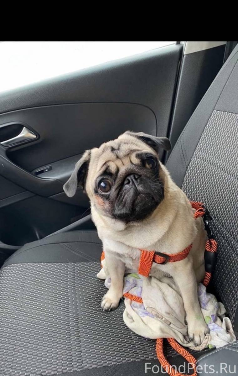 Пропала собака кличка Боня есл...