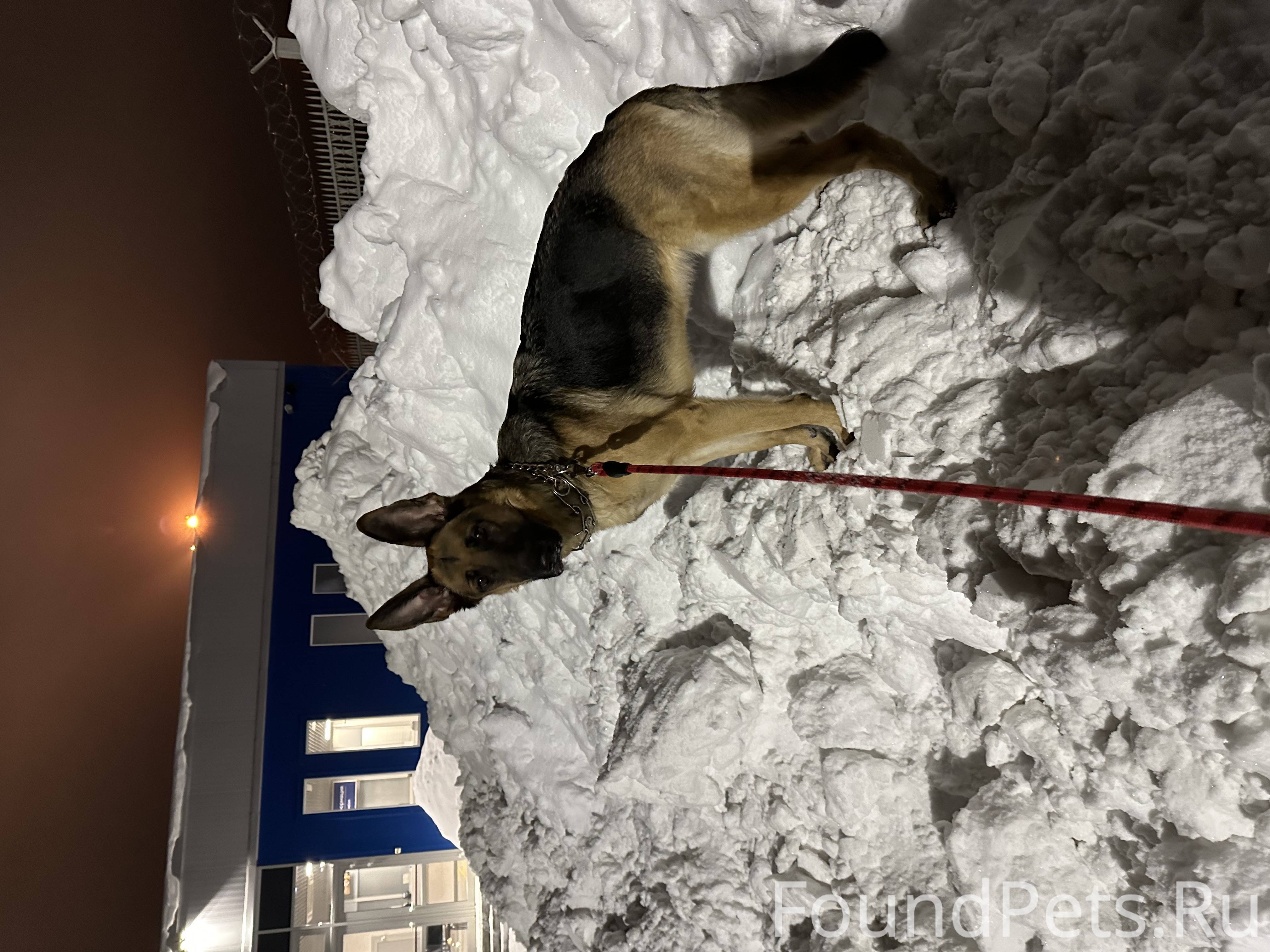 Сбежала немецкая овчарка