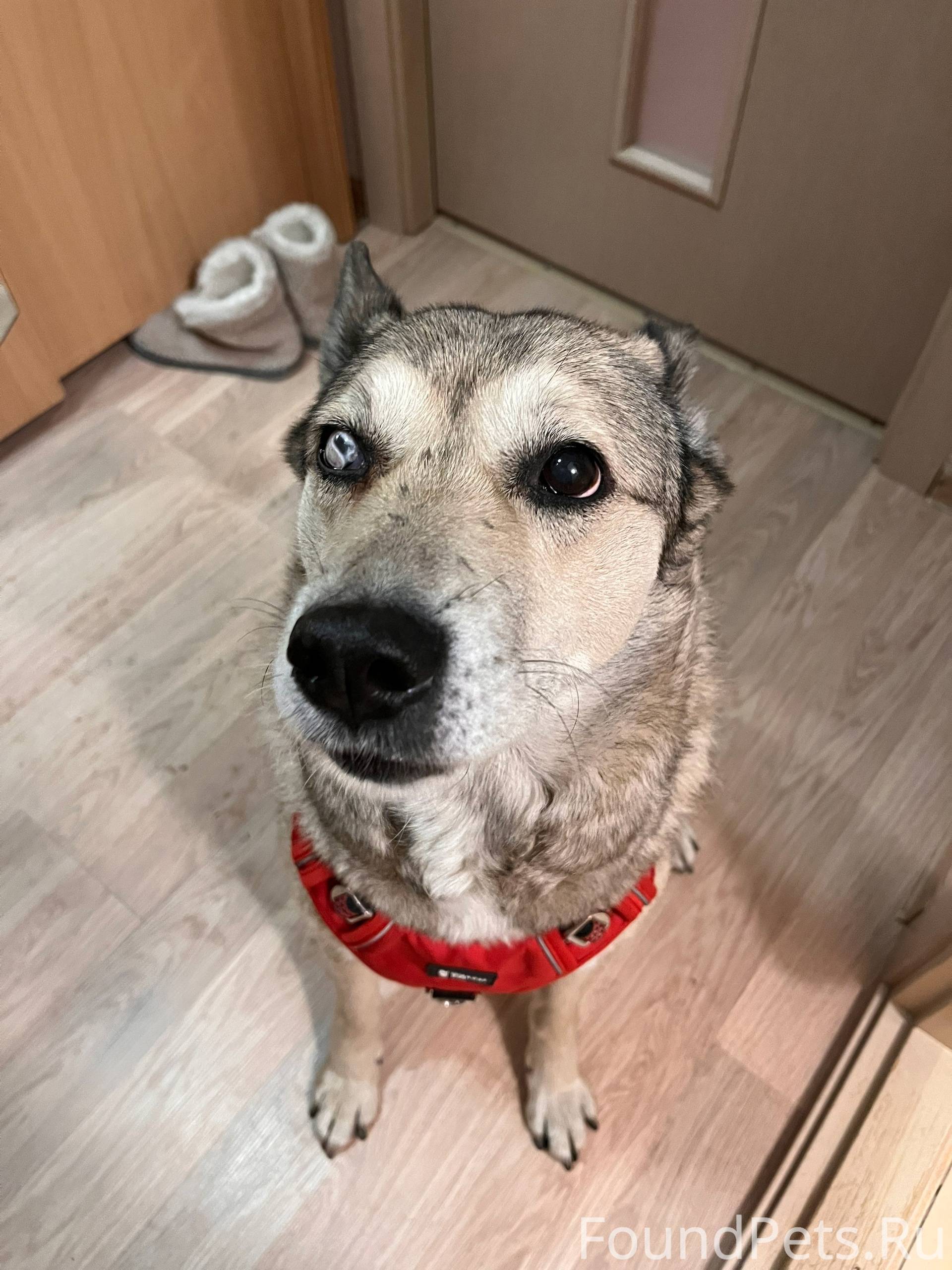 Найдена собака, девочка, район...