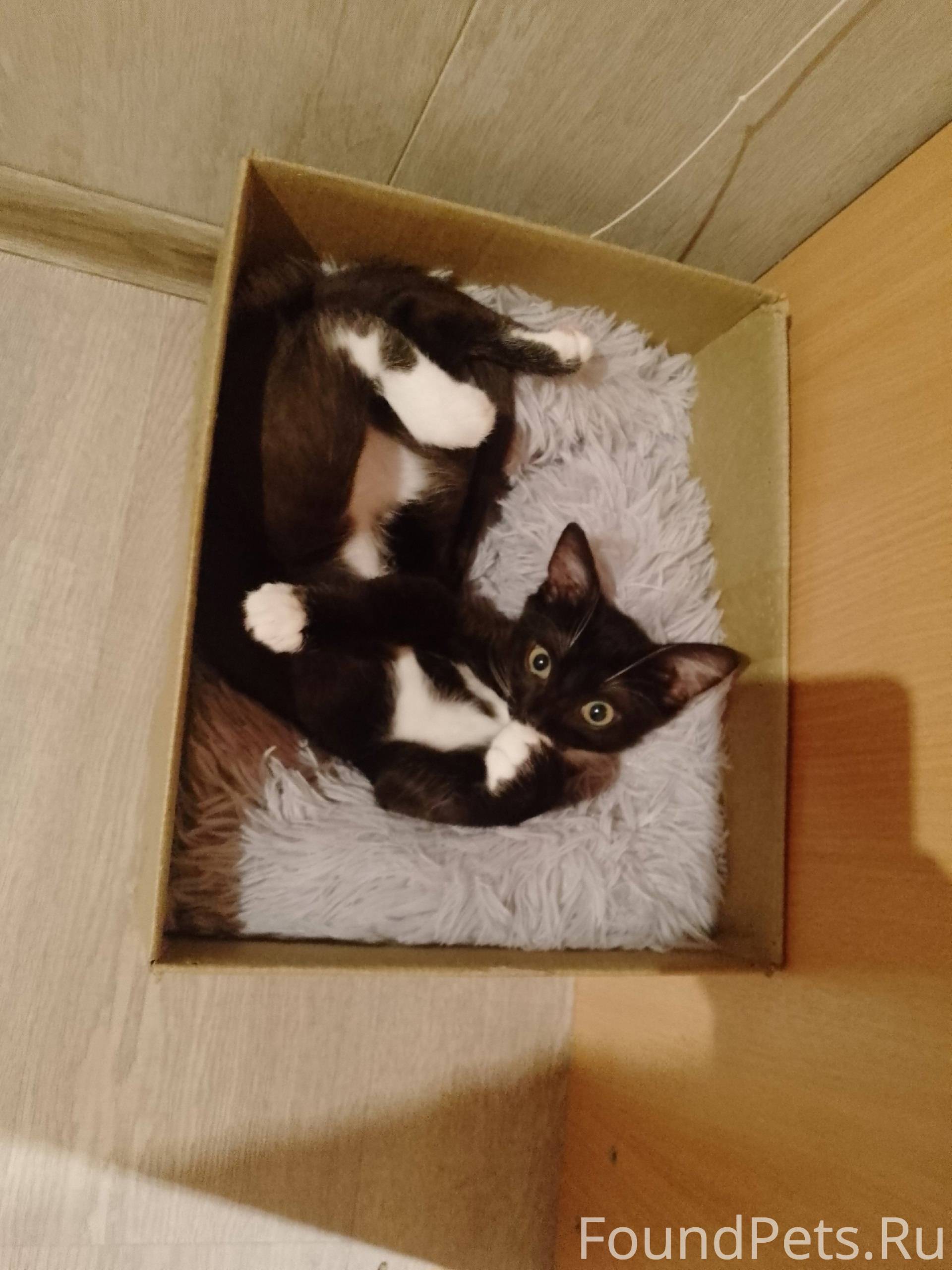 Пропал кот. Заводской пр, 4. Ч...