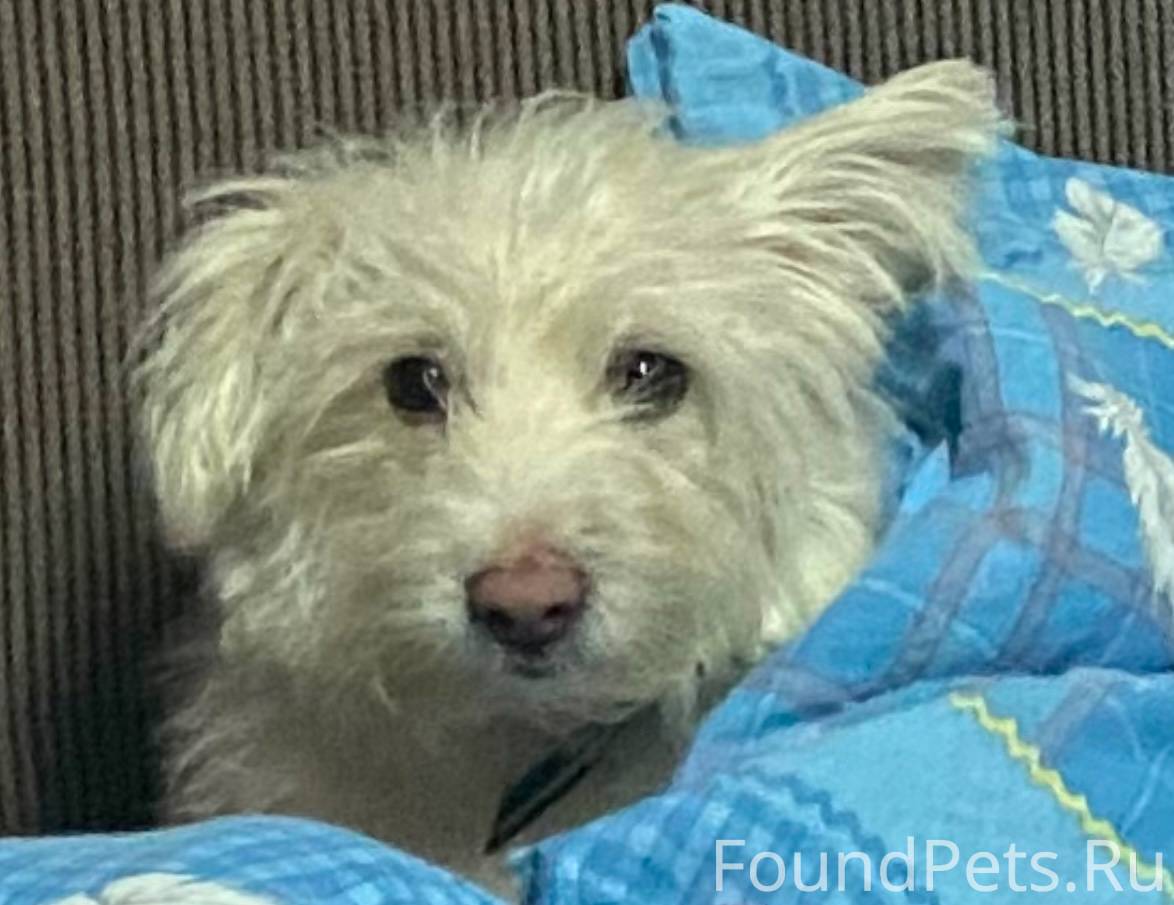 МЫ ВСЕ ЕЩЕ ИЩЕМ ТЕБЯ , БУСЯ...