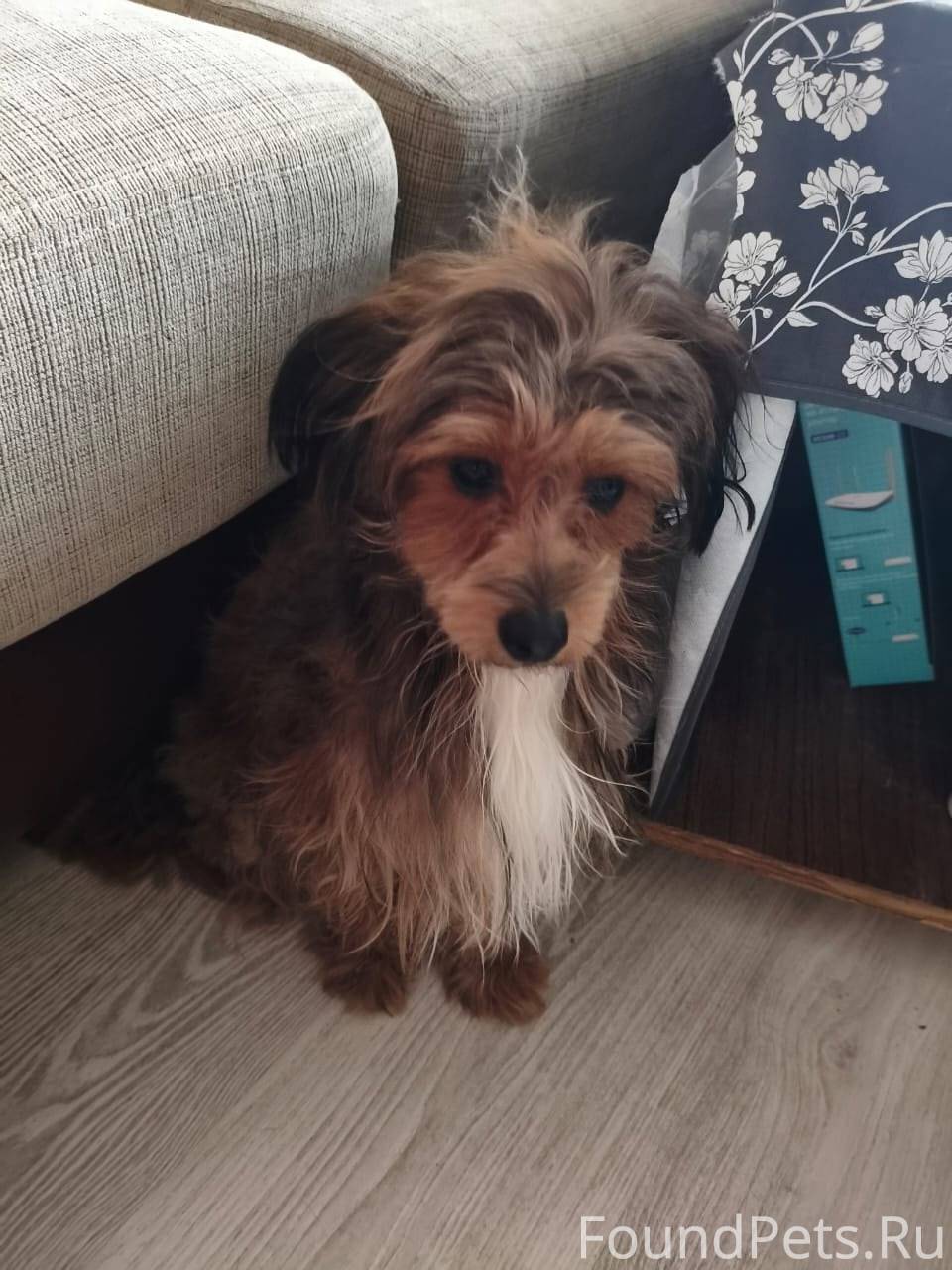 Найдена собака девочка. В Дзер...