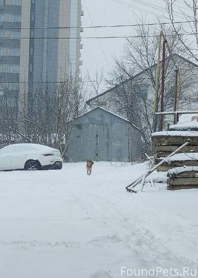 Замечена собака с широким ошей...