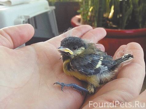 Девушка спасла желторотого пте...