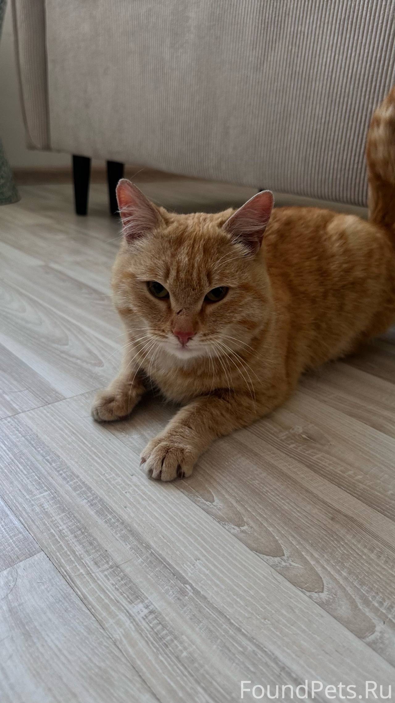 Найден кот район втузгородок. ...