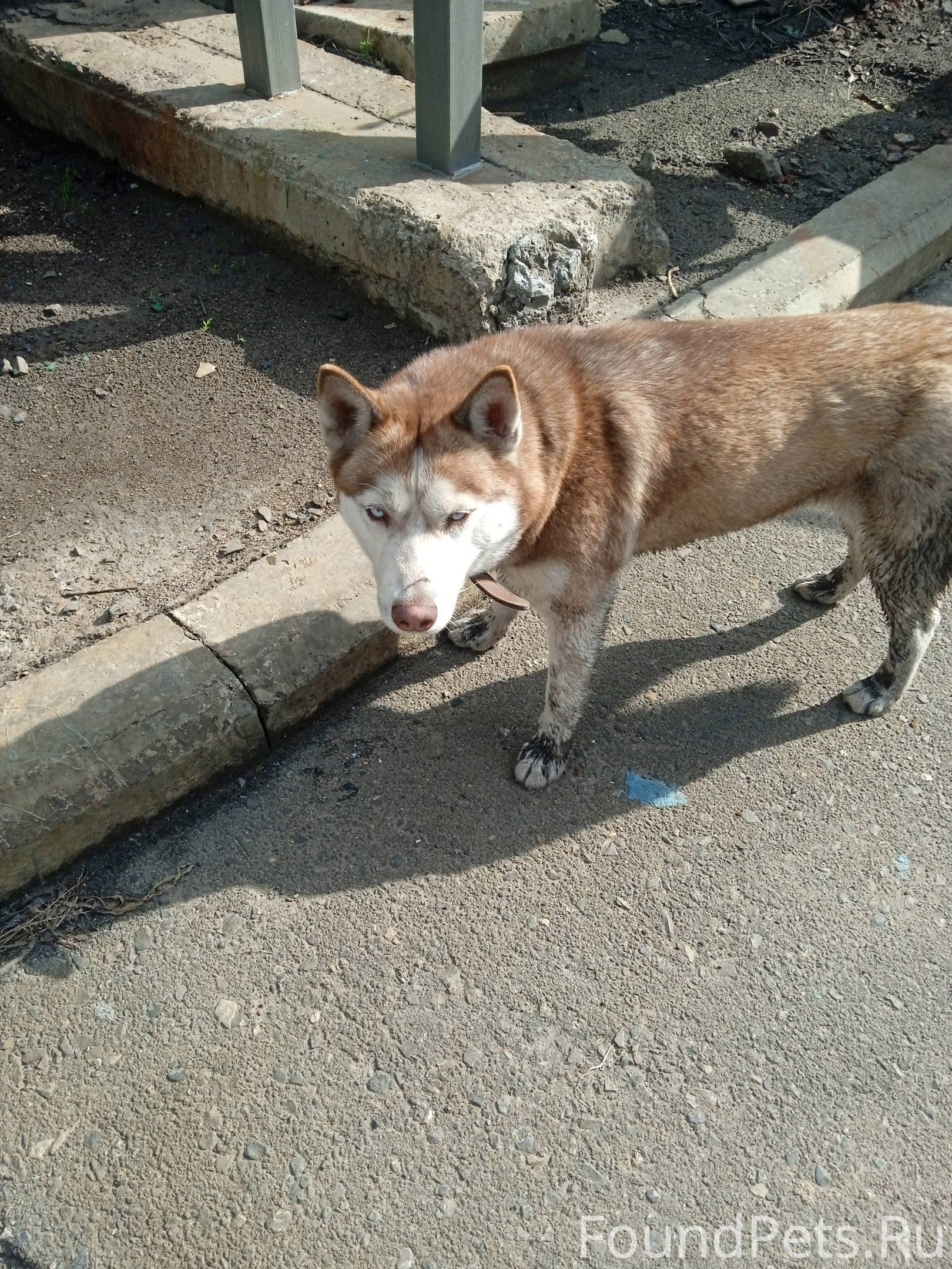 Чья собака потерялась на Метал...