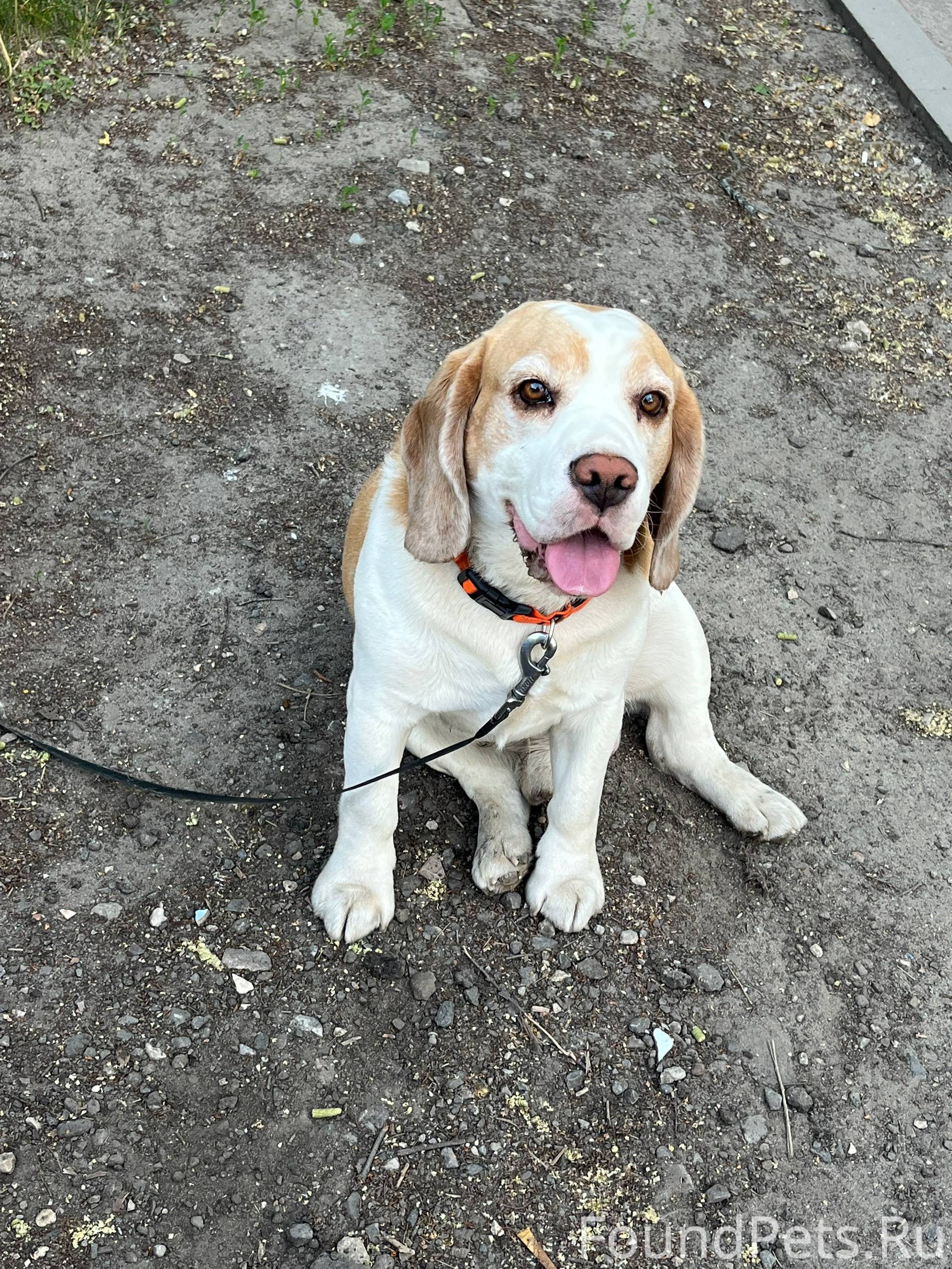 Пропал пес породы бигль. Зовут...