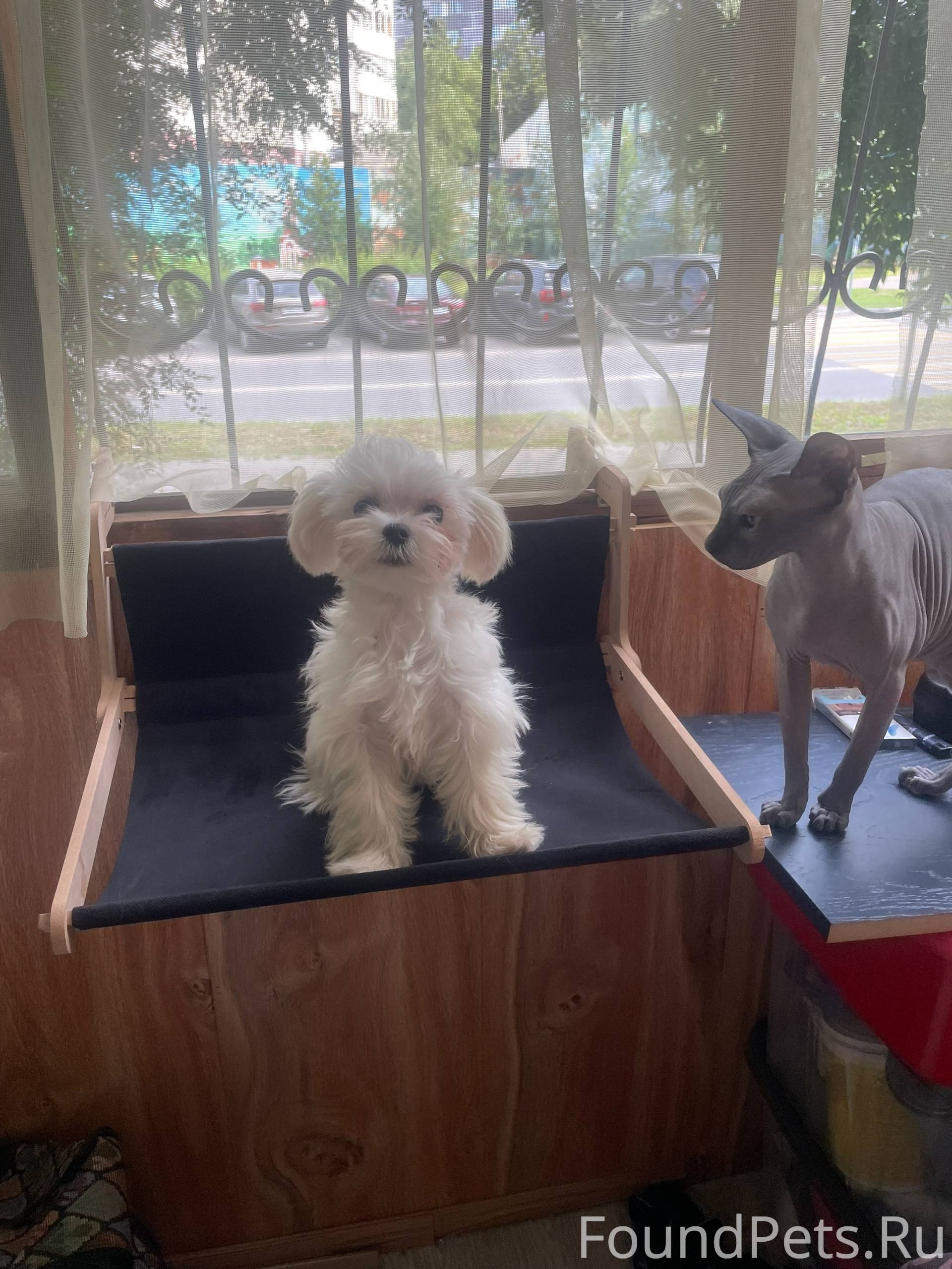 Потерялась собака зовут Филя т...