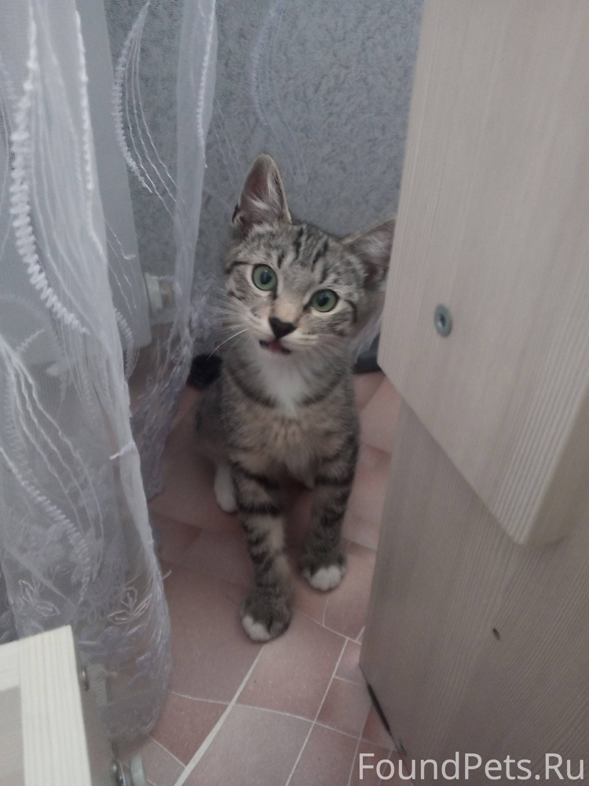 Потерялся кот кто найден и при...