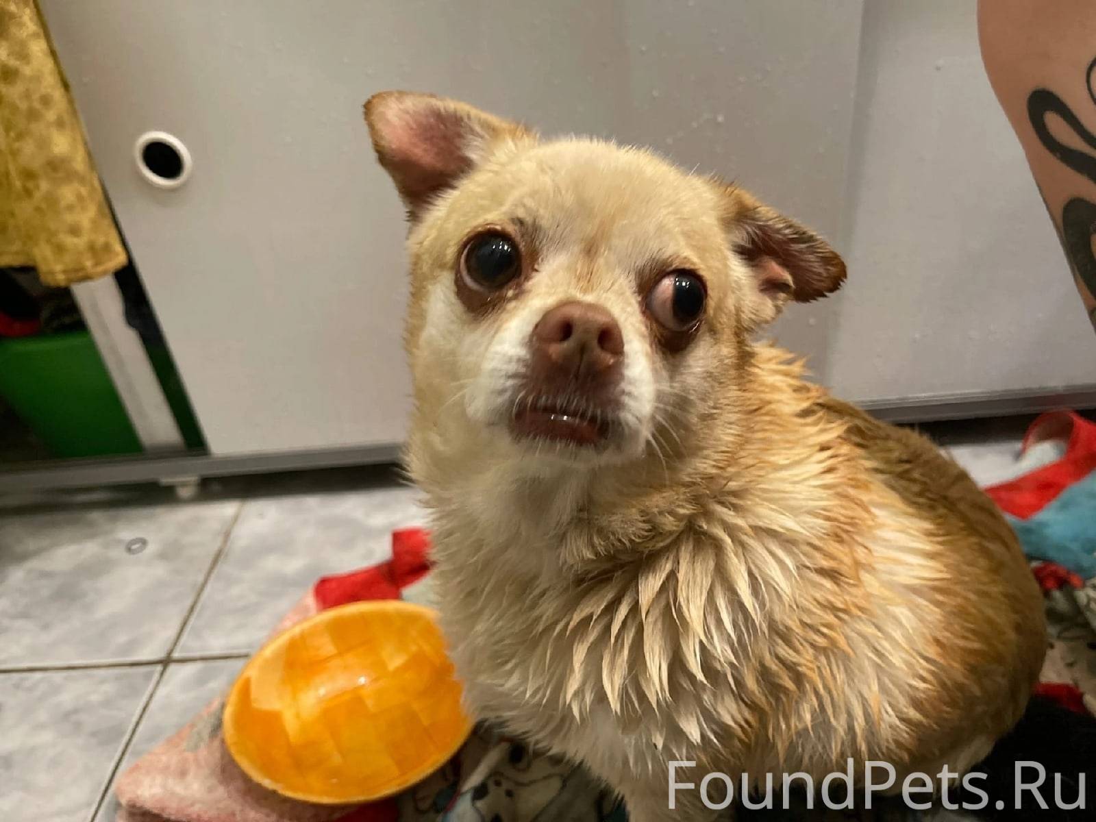 Сбежала собака. Гек, мальчик, ...