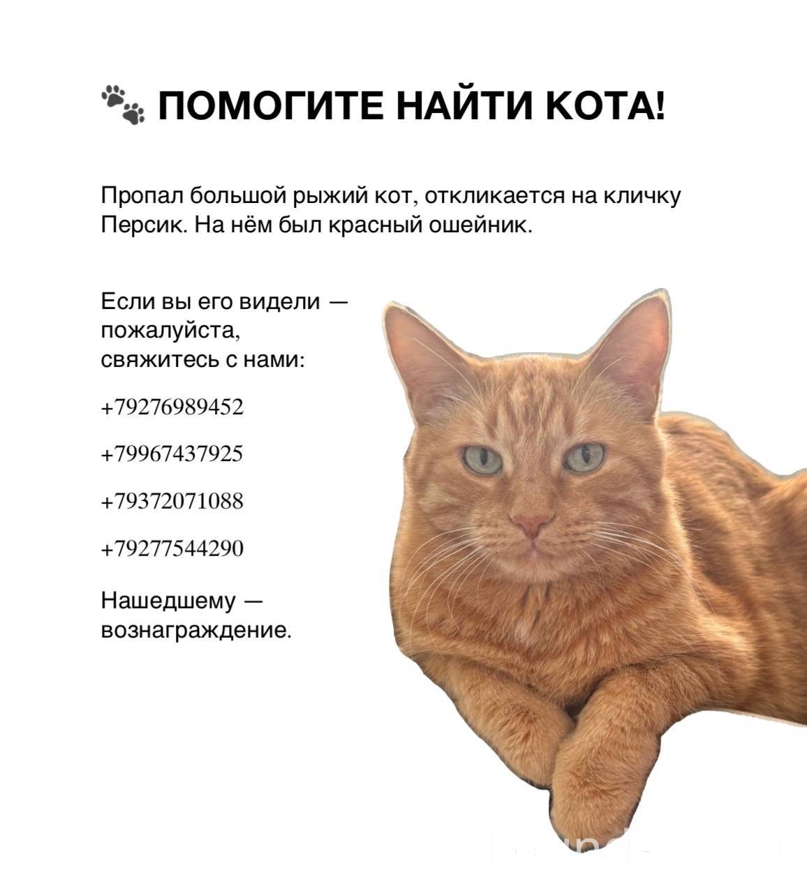 Пропал кот в районе Ледового Д...