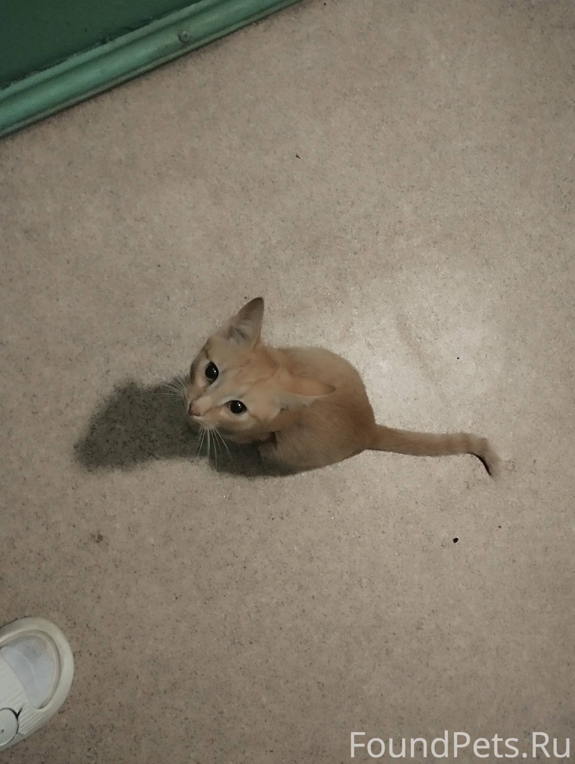 На Ленина 57 найден котенок. Ч...