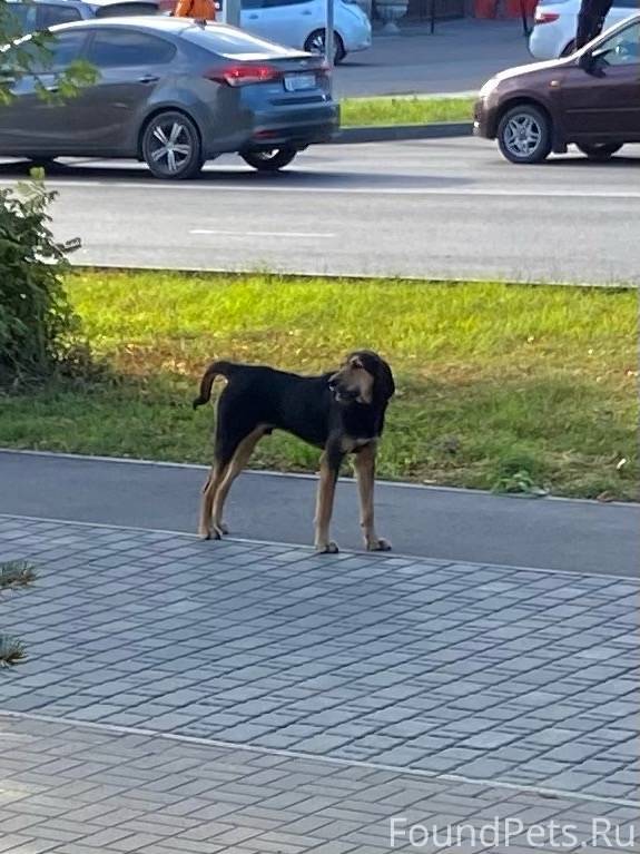 Бегает крупная собака по ул.Ко...