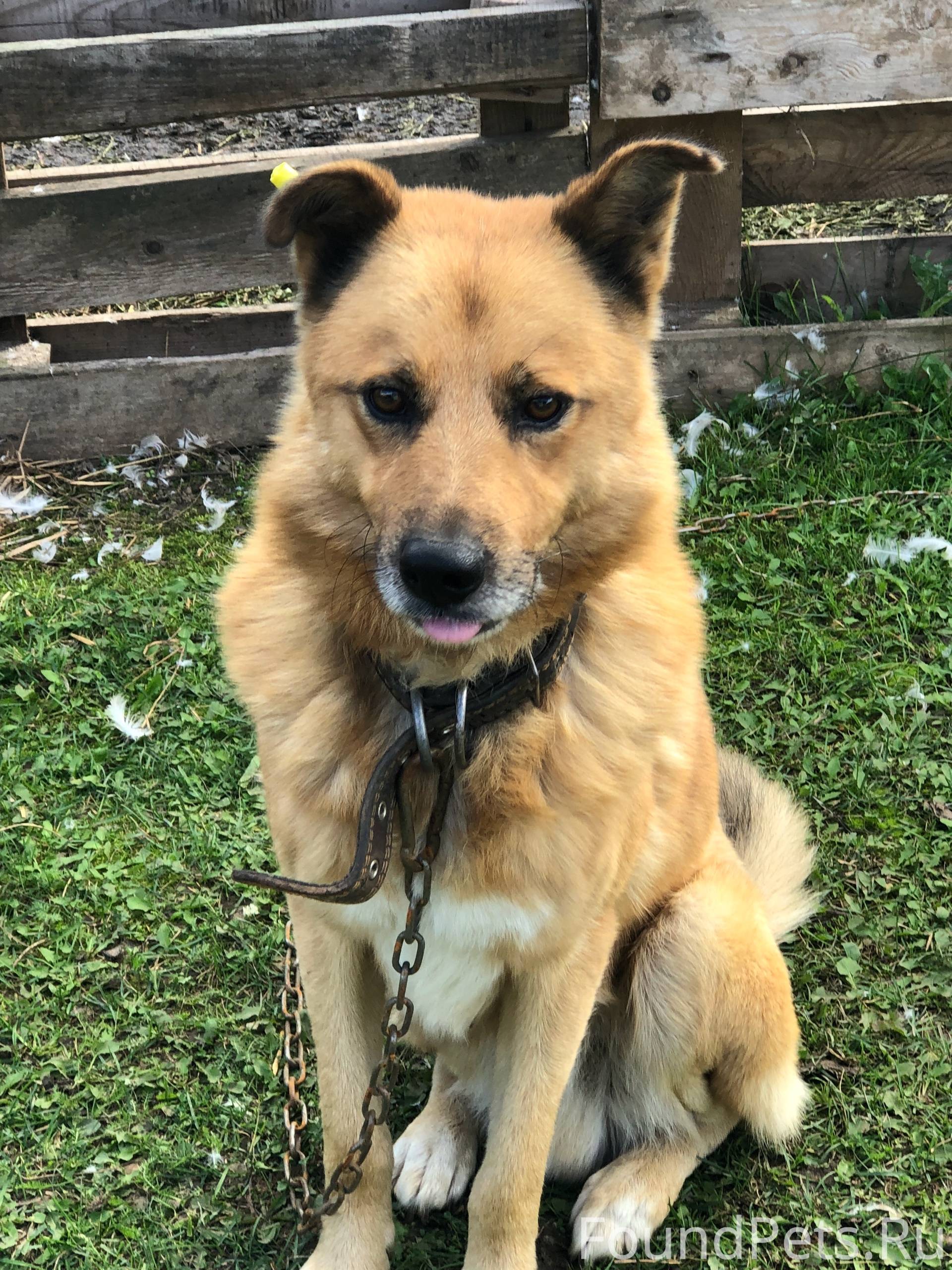 Найдена собака ,пес чипирован ...