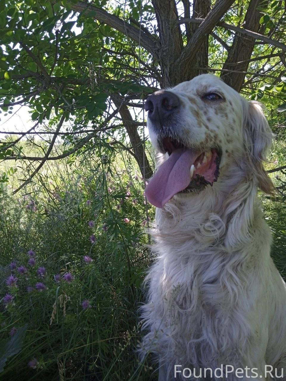 Пропал пёс в городе Красноарме...