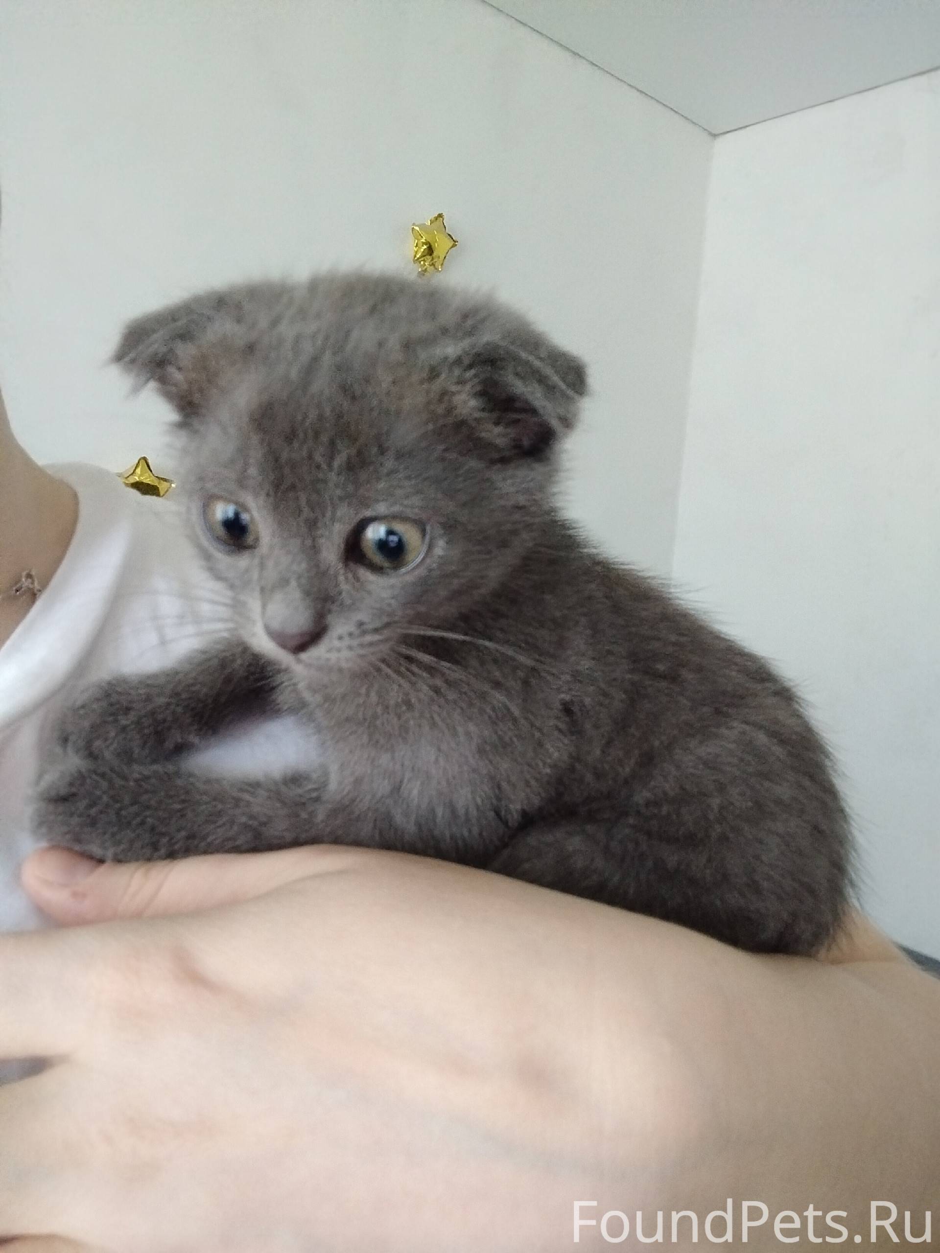 Детям подкинули котёнка!!! Да,...