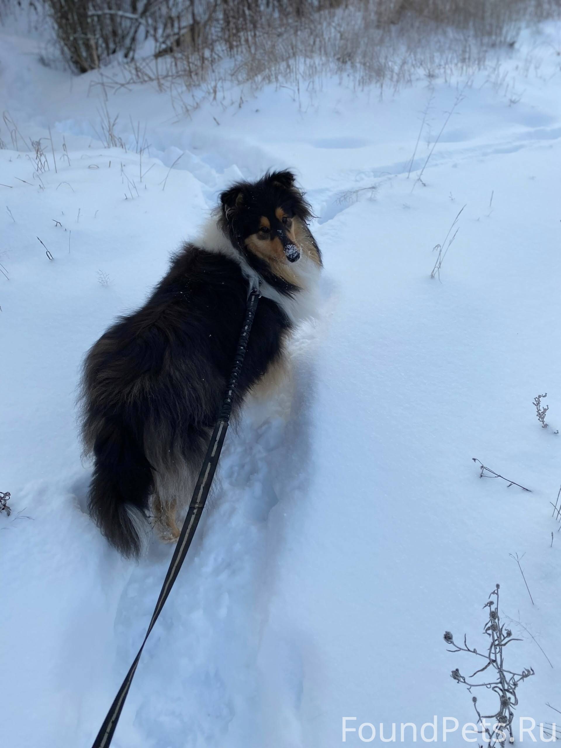 Пропала собака ЛО, г. Всеволож...