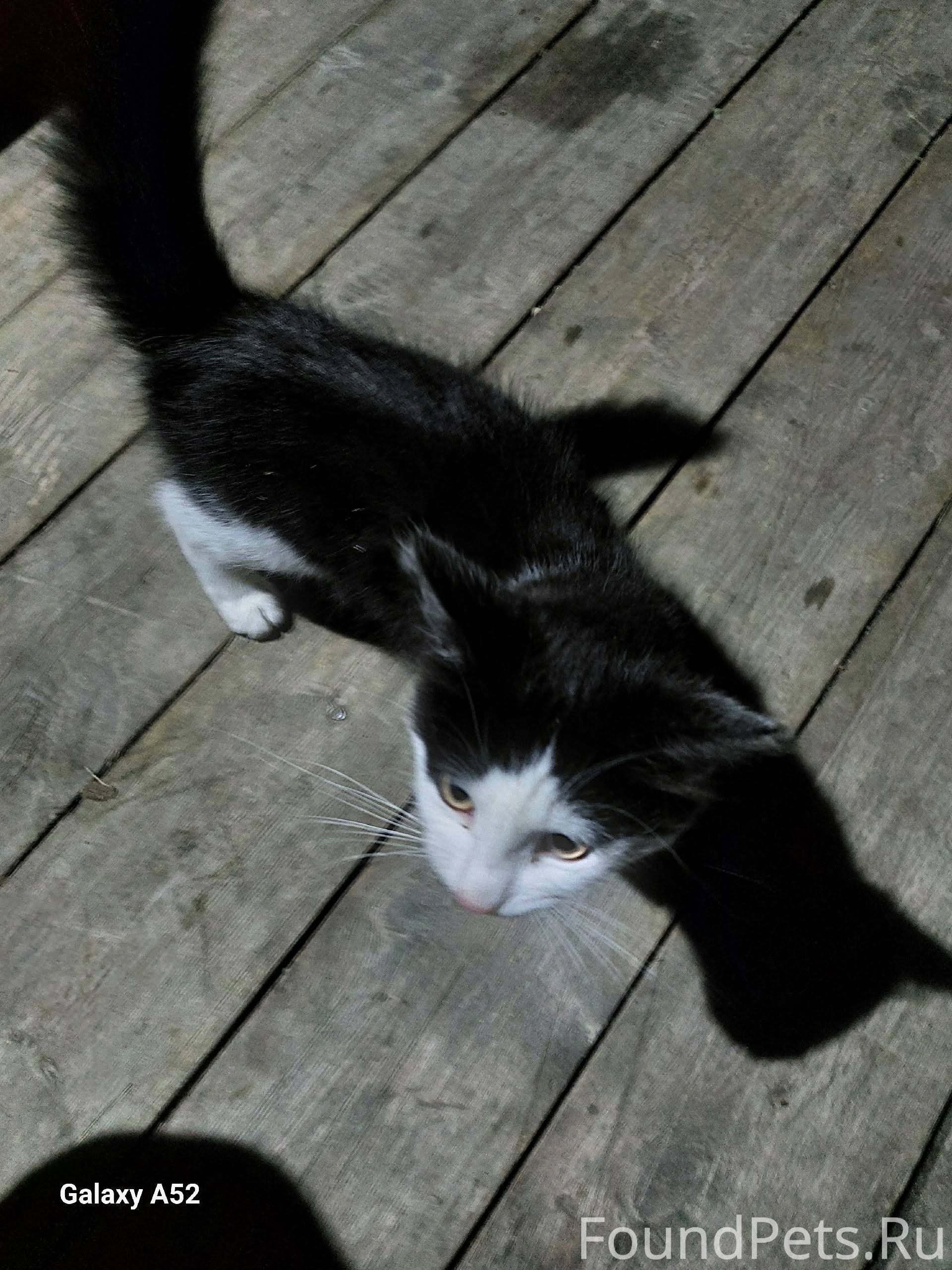 Пропал котенок кто видел скажи...